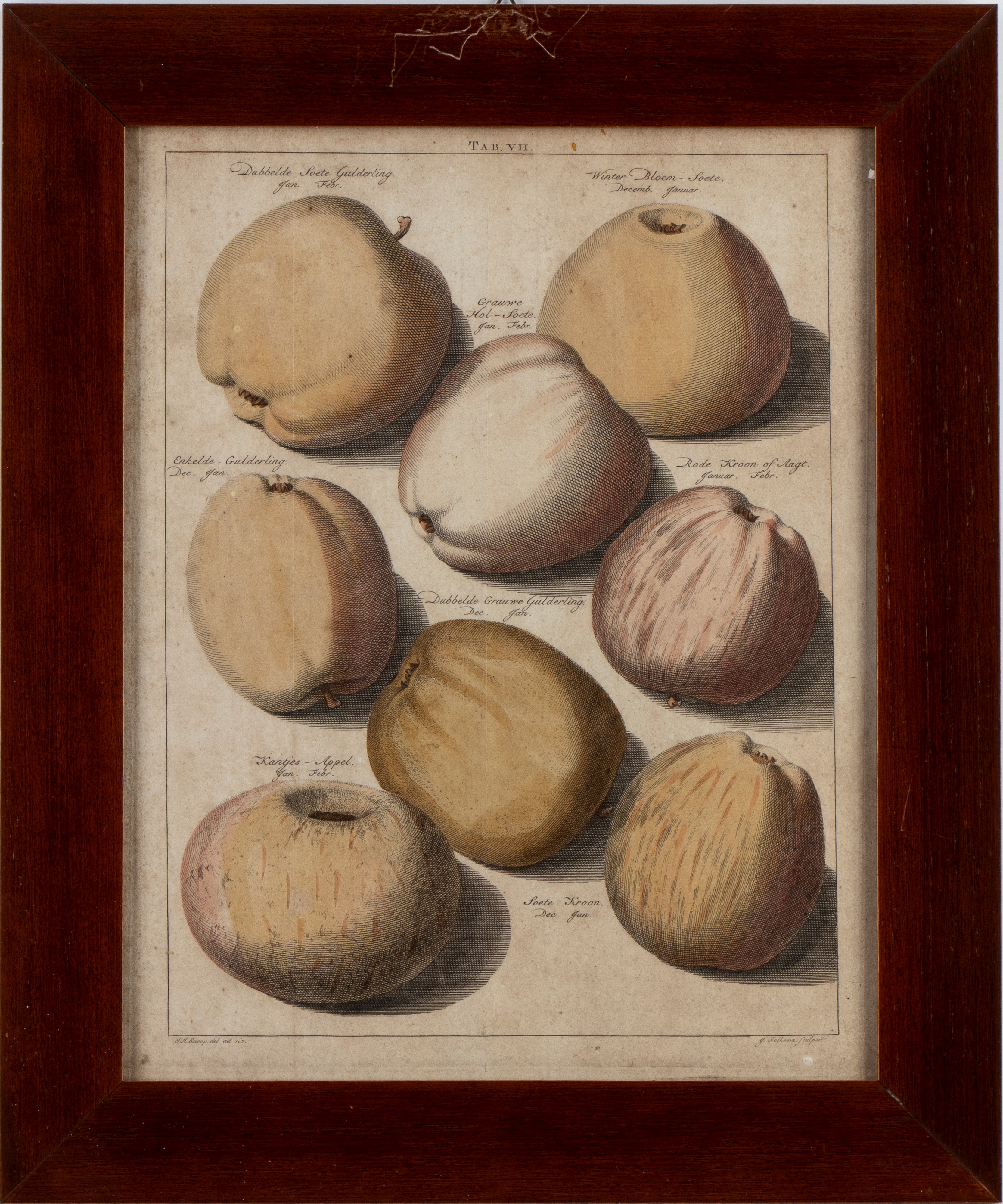 Jacob Folkema - Pomologia: tavole con varietà di pere e mele (da Johann Hermann Knoop)