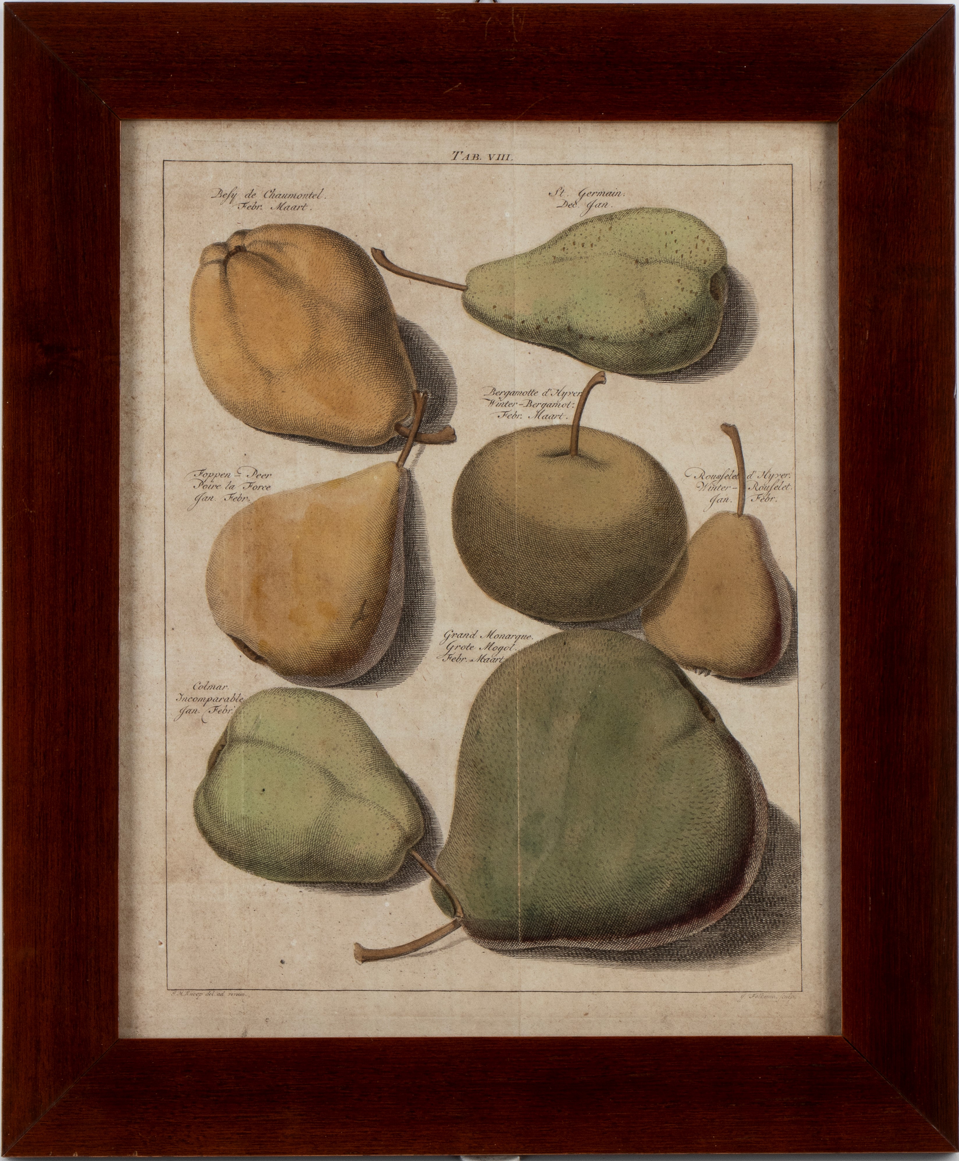 Jacob Folkema - Pomologia: tavole con varietà di pere e mele (da Johann Hermann Knoop)