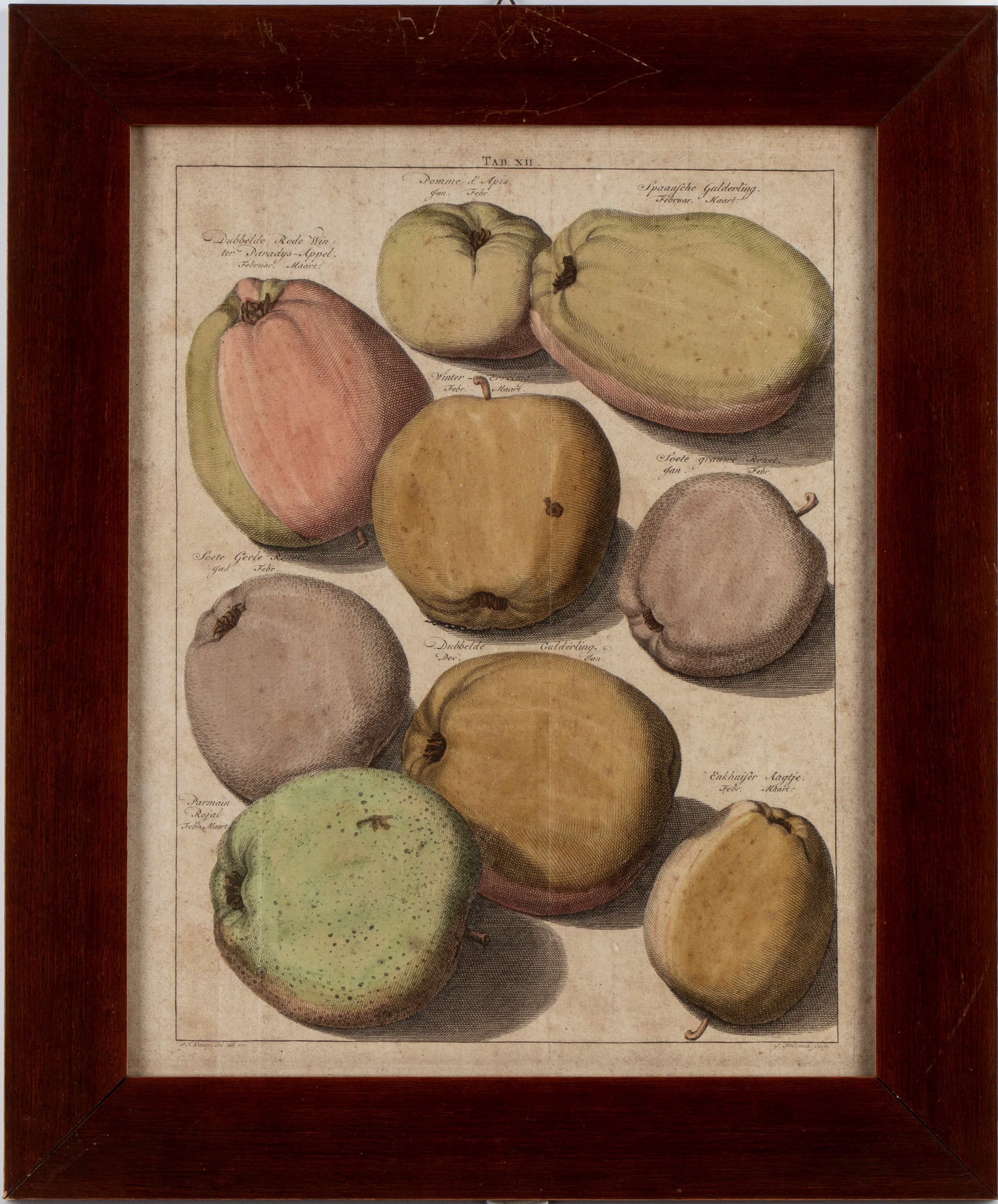 Jacob Folkema - Pomologia: tavole con varietà di pere e mele (da Johann Hermann Knoop)