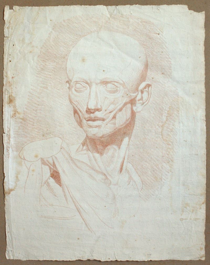 Tête d'Écorché (Lo scorticato)