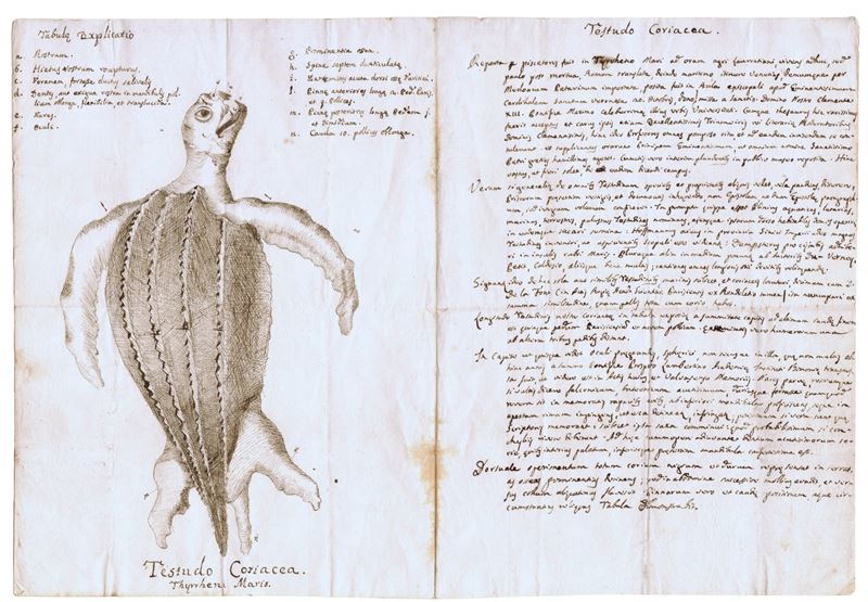 Studio di Testudo Coriacea