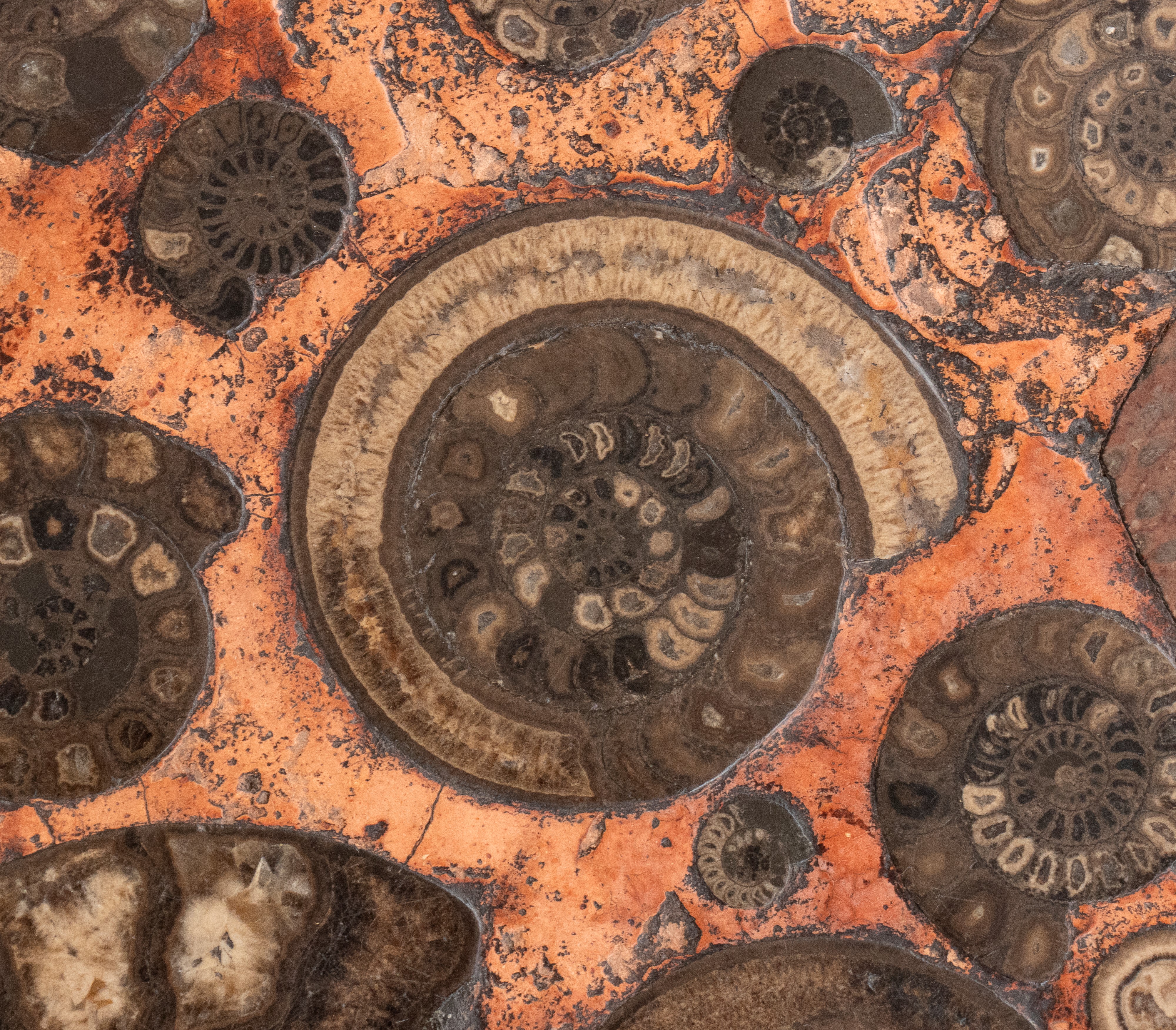 Tavolino con piano in ammoniti fossili