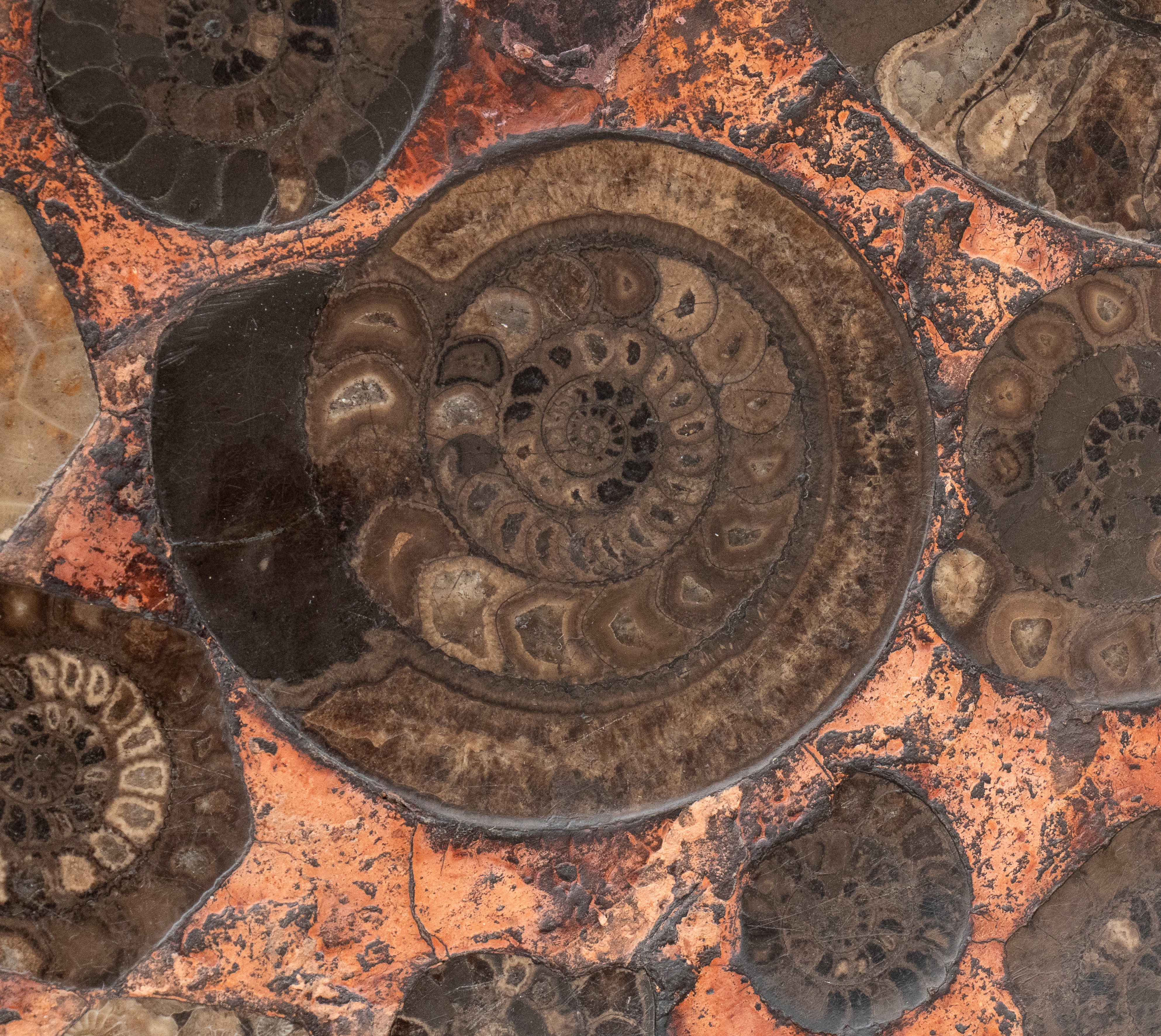 Tavolino con piano in ammoniti fossili