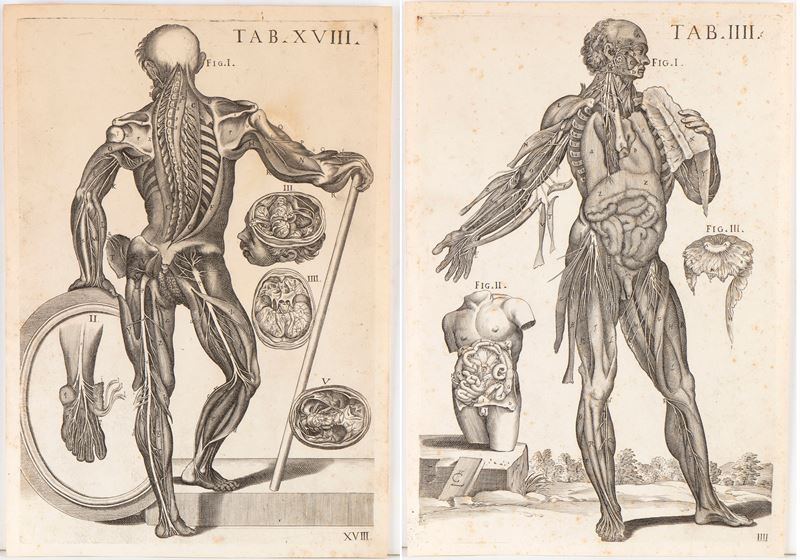 Tabulae anatomicae. Tav. IIII e Tav. XVIII
