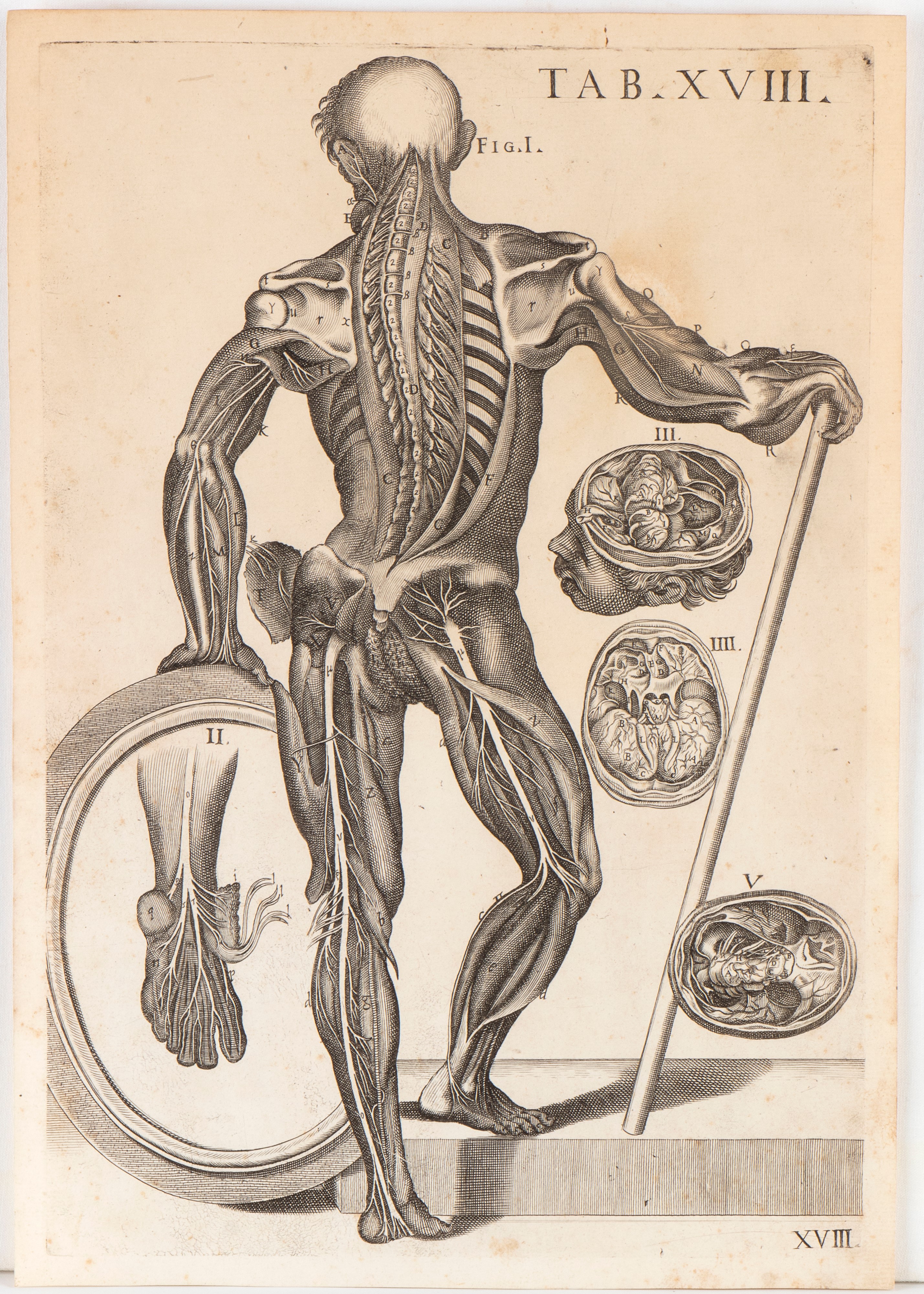 Tabulae anatomicae. Tav. IIII e Tav. XVIII