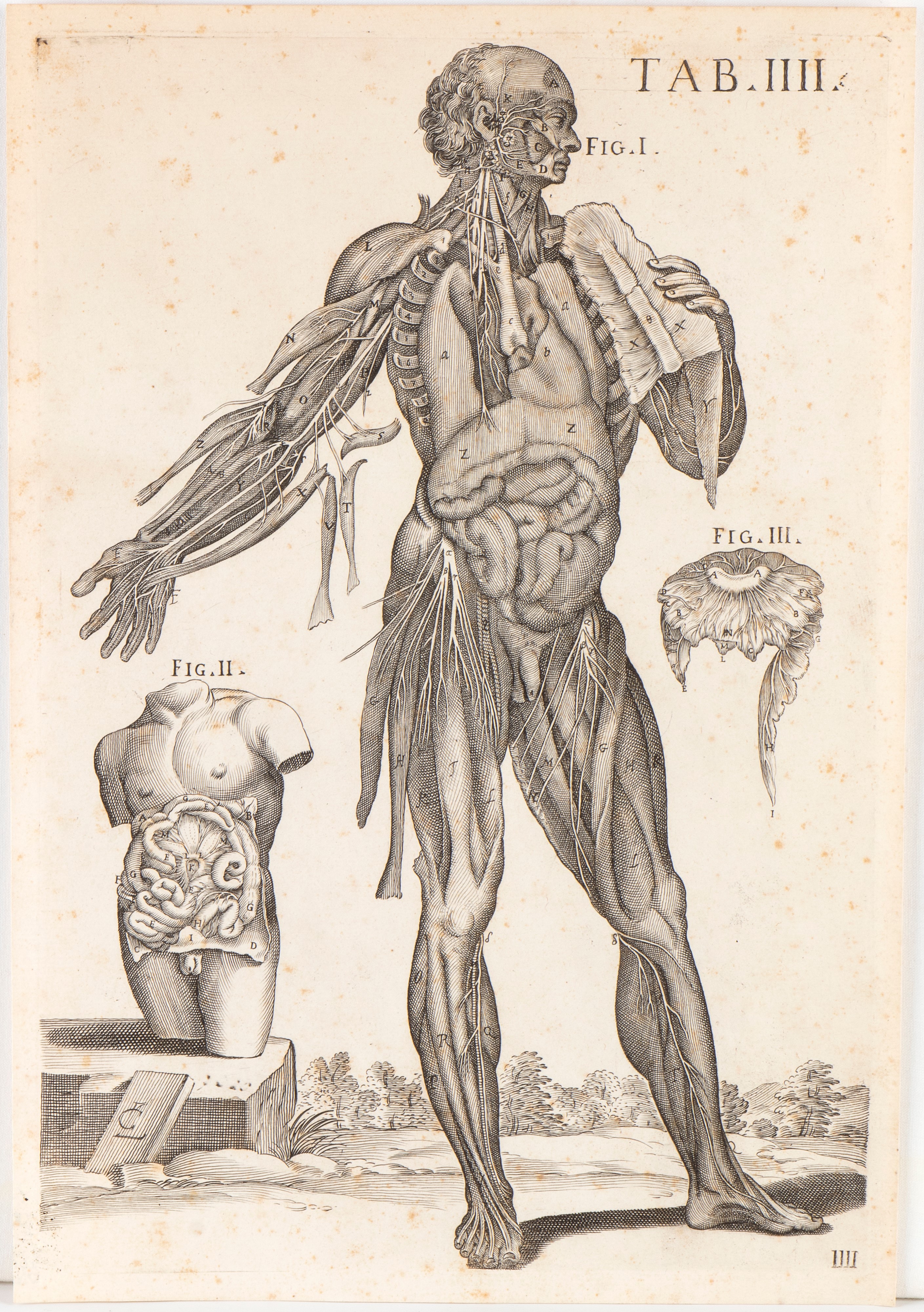 Tabulae anatomicae. Tav. IIII e Tav. XVIII