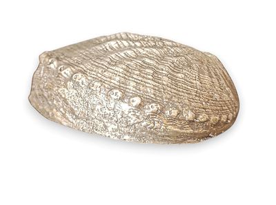Conchiglia naturale Haliotis ricoperta in argento