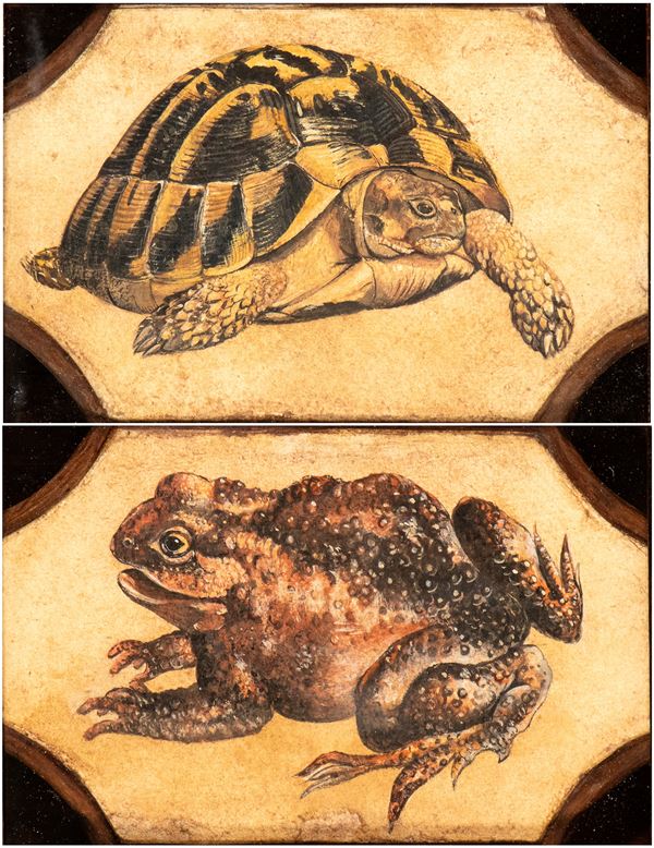 Artista napoletano, seconda metà XVII secolo - a) Turtle; b) Frog. Pair of paintings