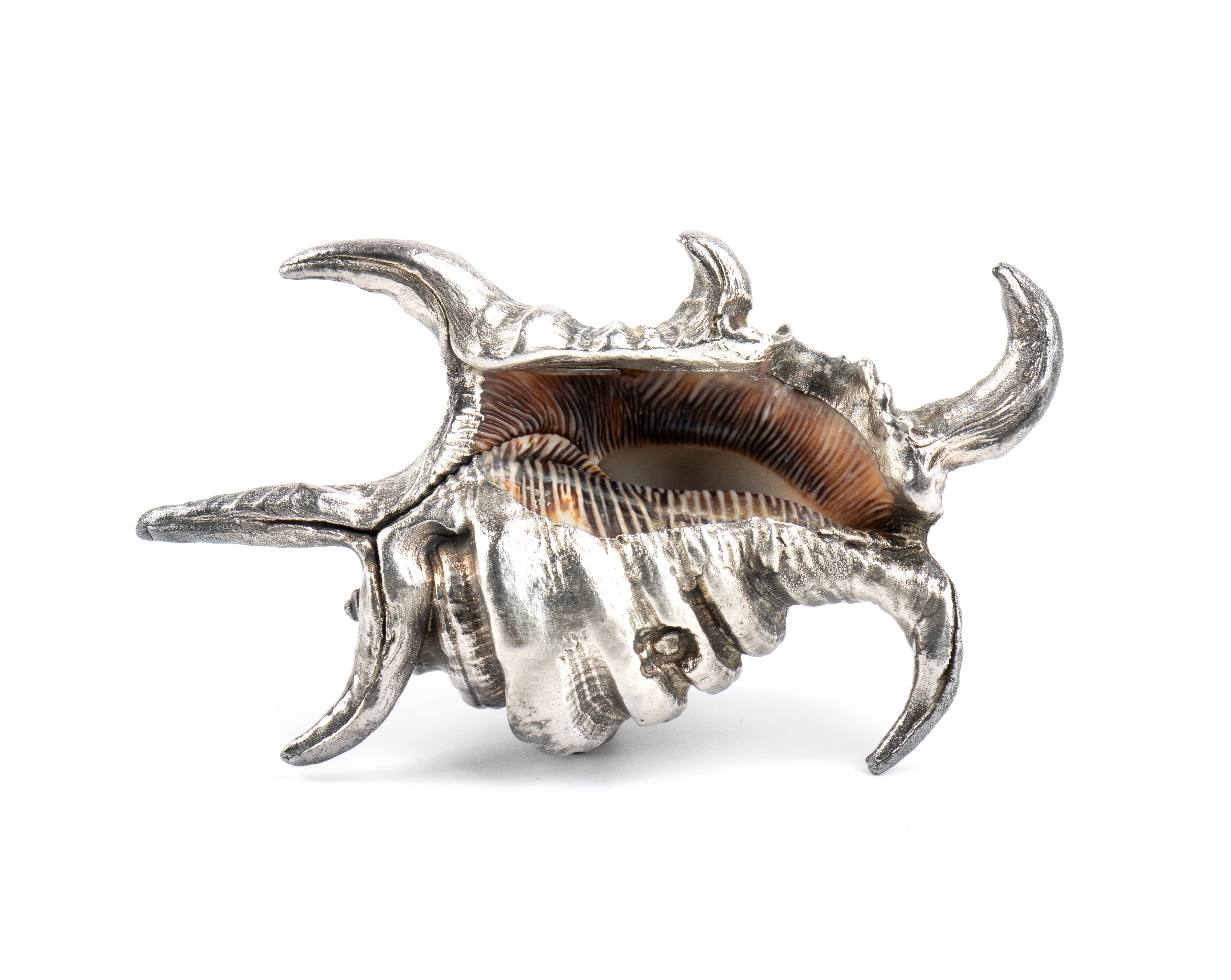 Federico Buccellati - Conchiglia marina montata in argento