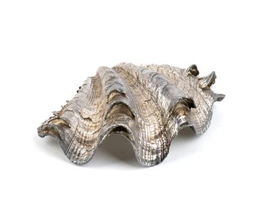 Conchiglia marina montata in argento
