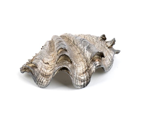 Natural Marine Shell Mounted in Silver