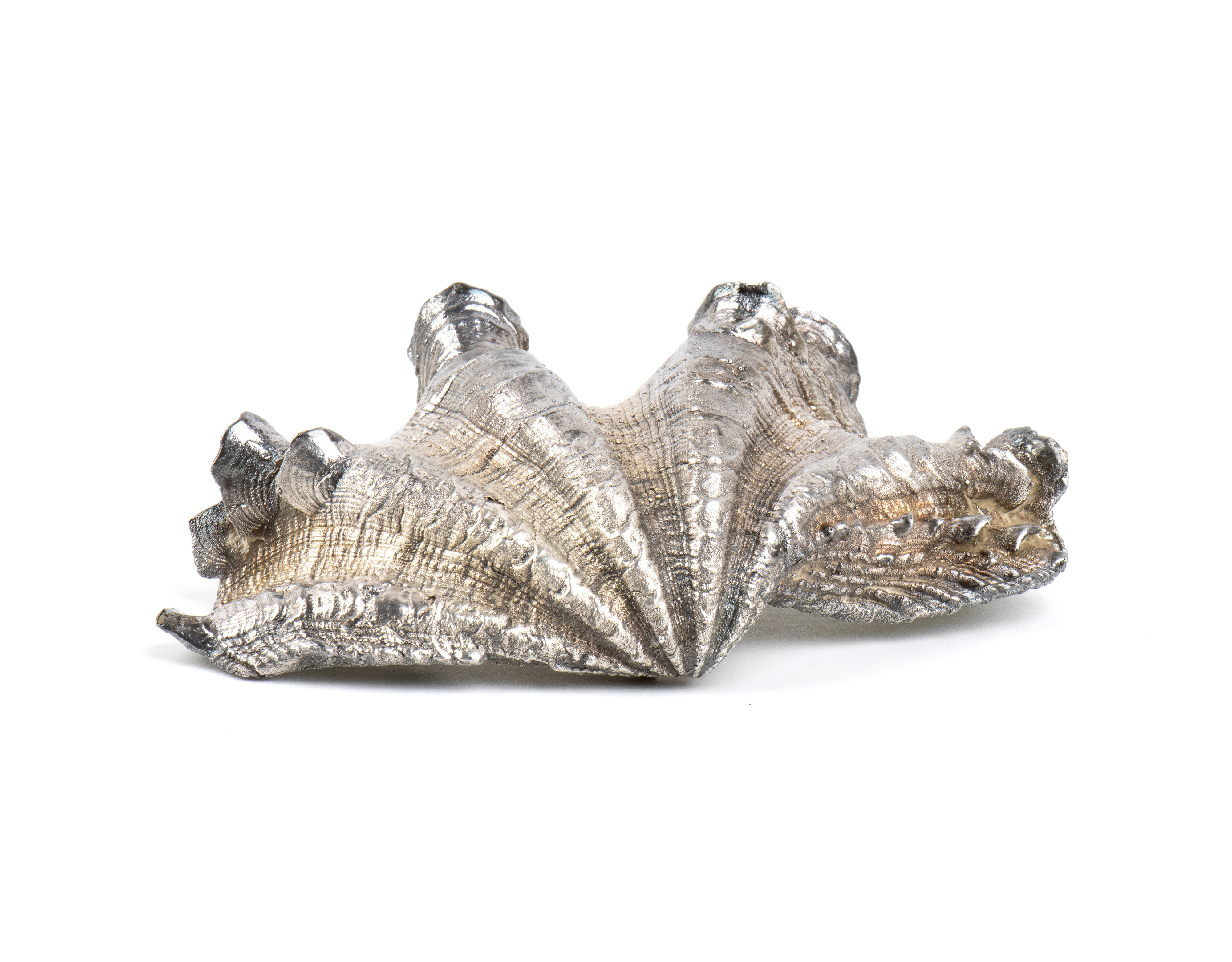 Federico Buccellati - Conchiglia marina montata in argento