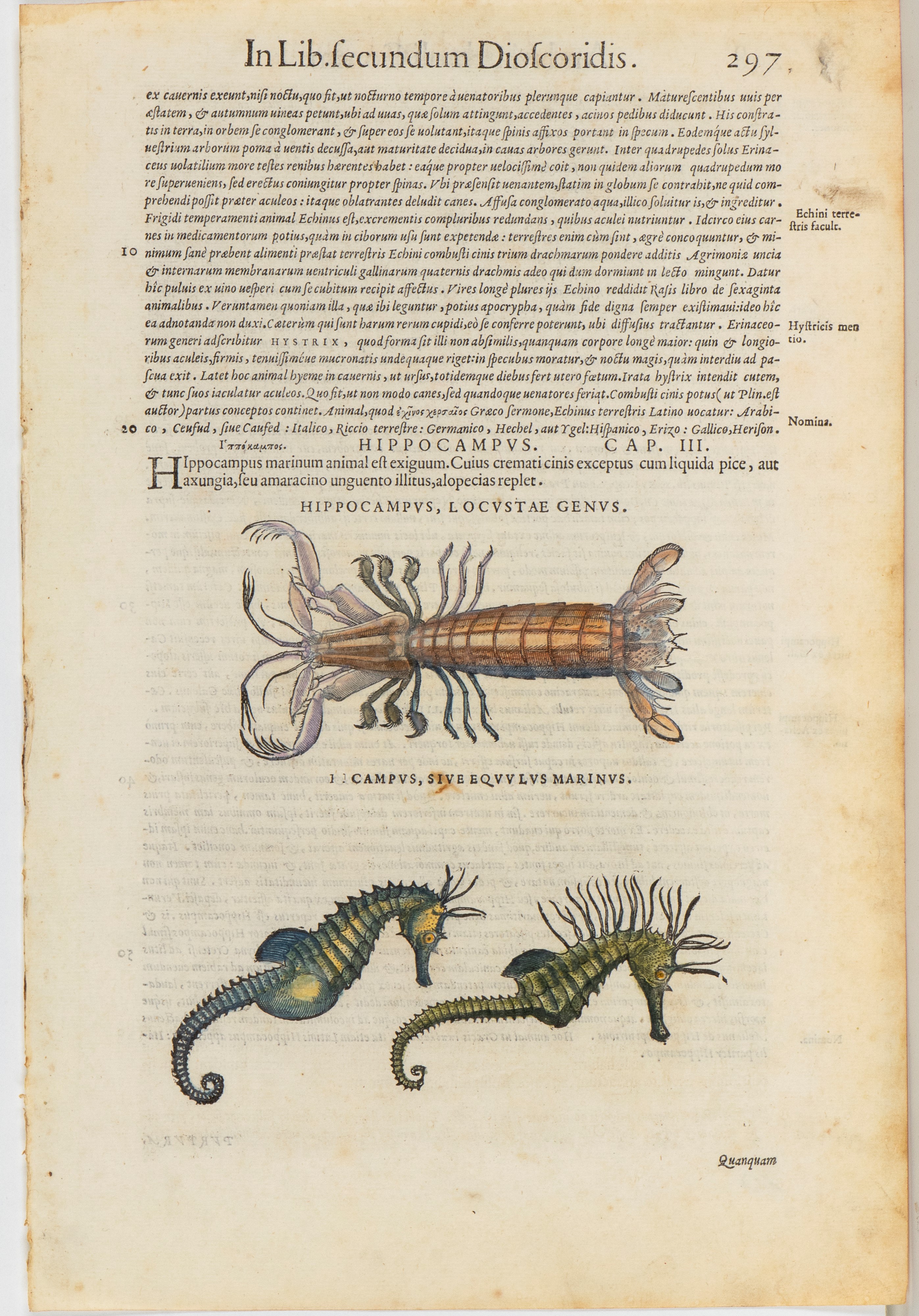 Pietro Andrea Mattioli - Commentarii in sex libros Pedacii Dioscoridis — serie di 56 tavole a inc...