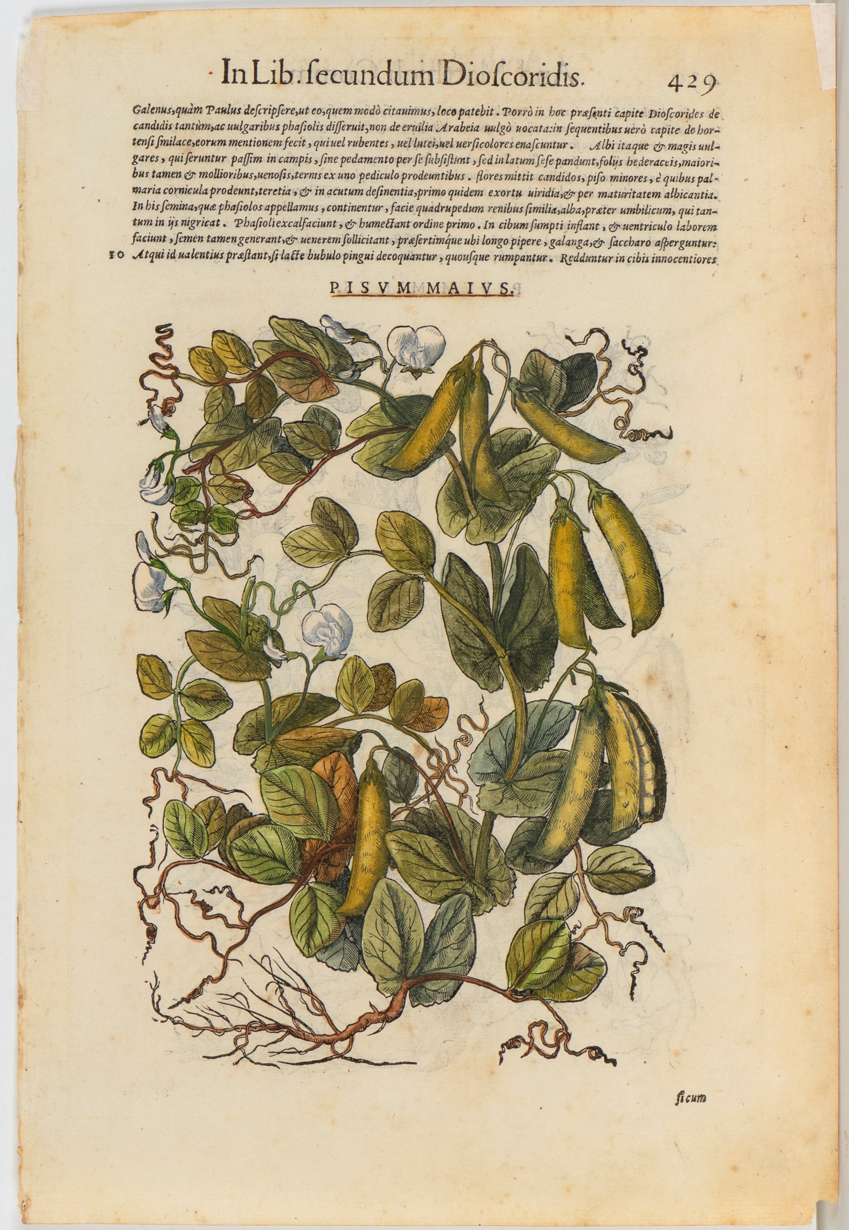 Pietro Andrea Mattioli - Commentarii in sex libros Pedacii Dioscoridis — serie di 56 tavole a inc...