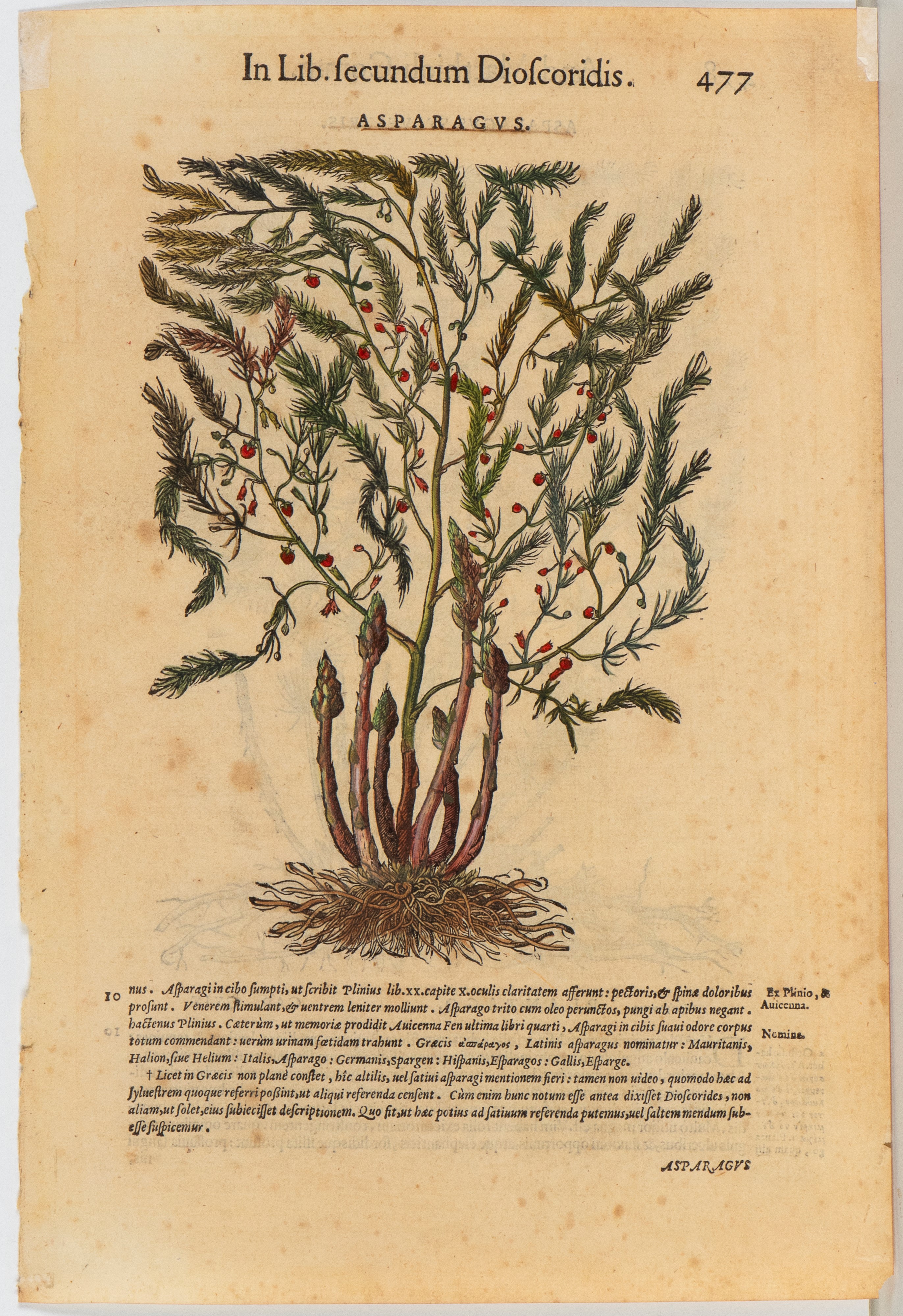 Pietro Andrea Mattioli - Commentarii in sex libros Pedacii Dioscoridis — serie di 56 tavole a inc...
