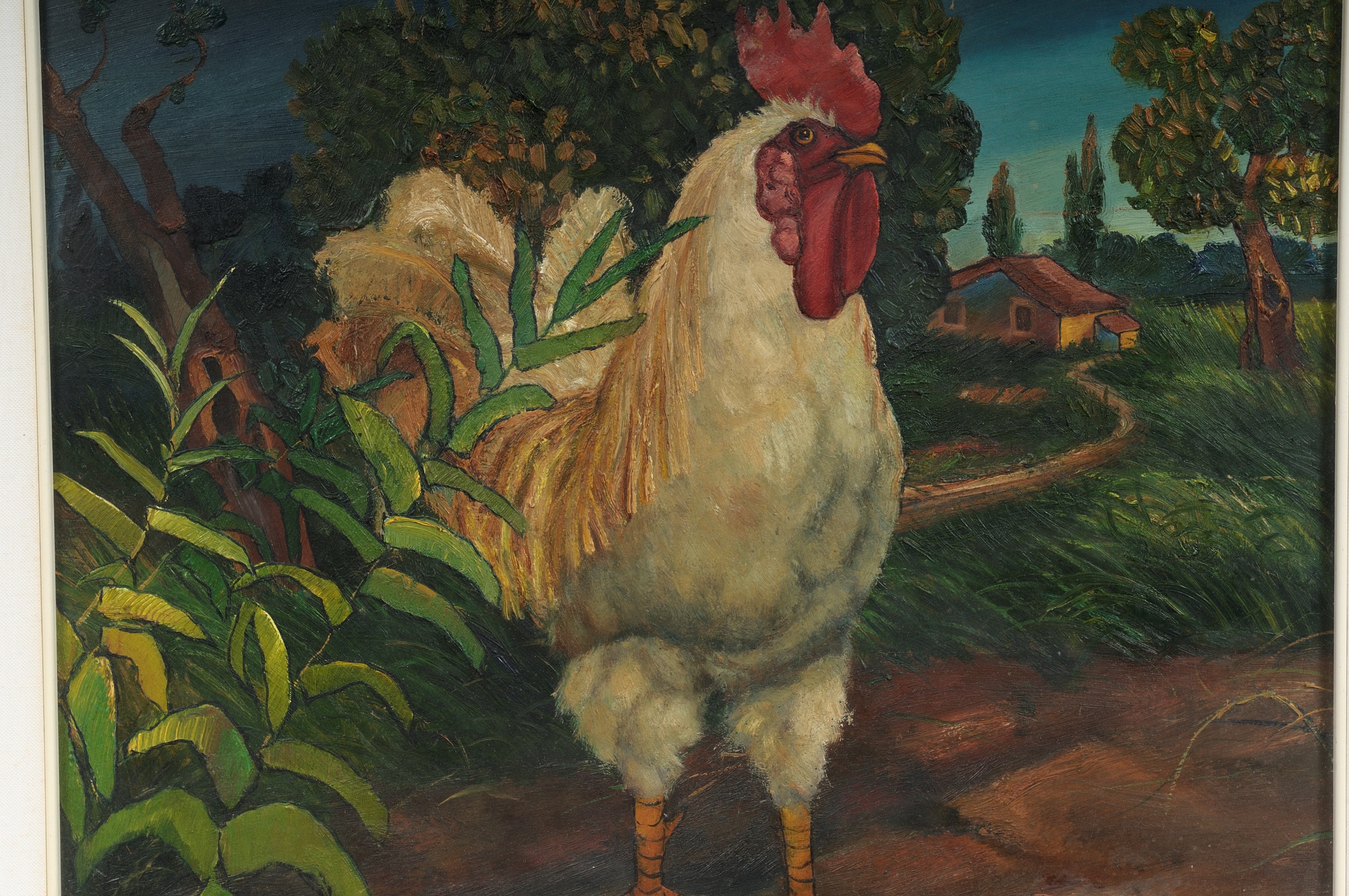"gallo"