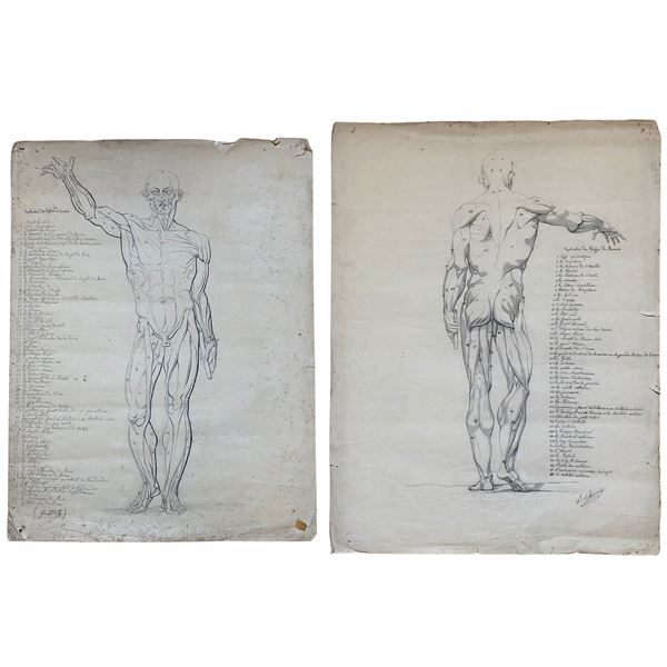 Flayed