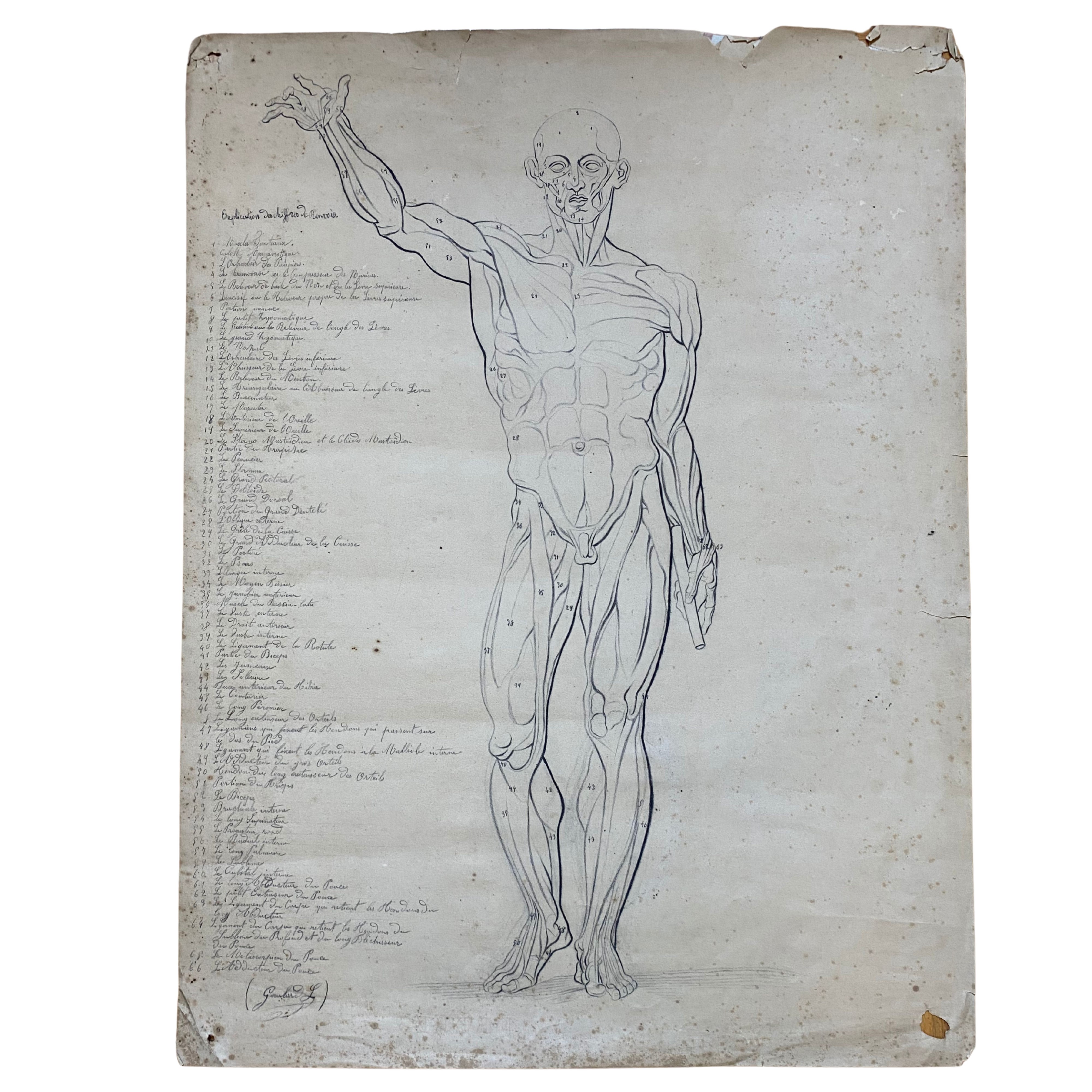 Artista francese del XIX secolo, Scorticati
