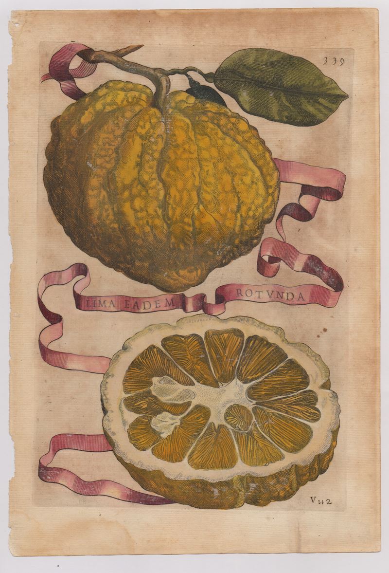 Giovanni Battista Ferrari - Hesperides sive de Malorum Aureorum cultura et usu. Libri Quatuor
