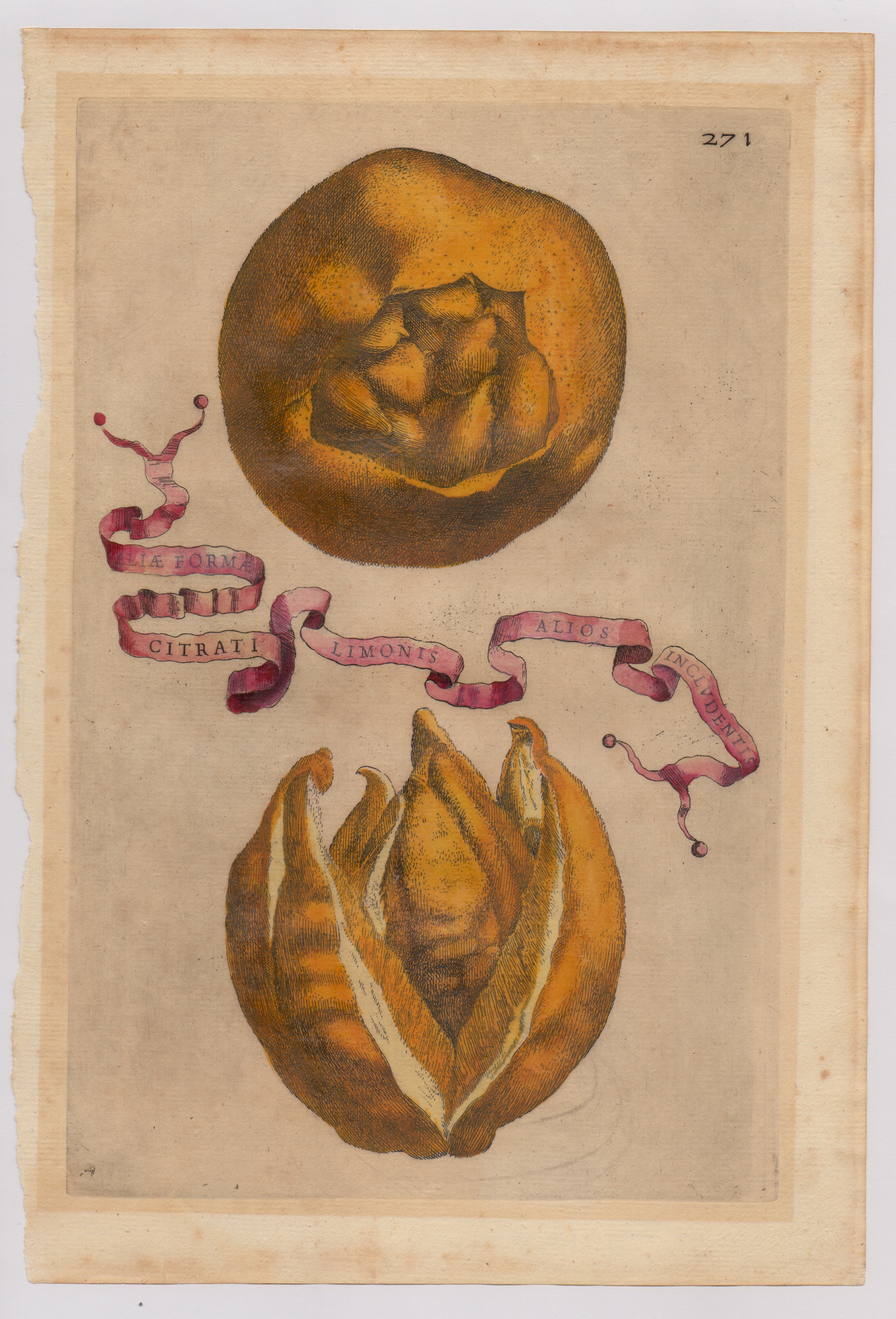 Giovanni Battista Ferrari - Hesperides sive de Malorum Aureorum cultura et usu. Libri Quatuor