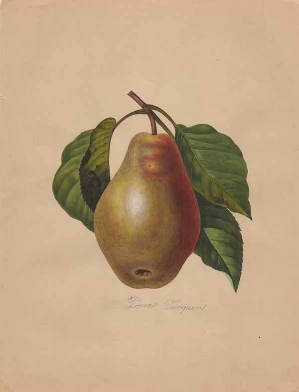 Botanical drawings