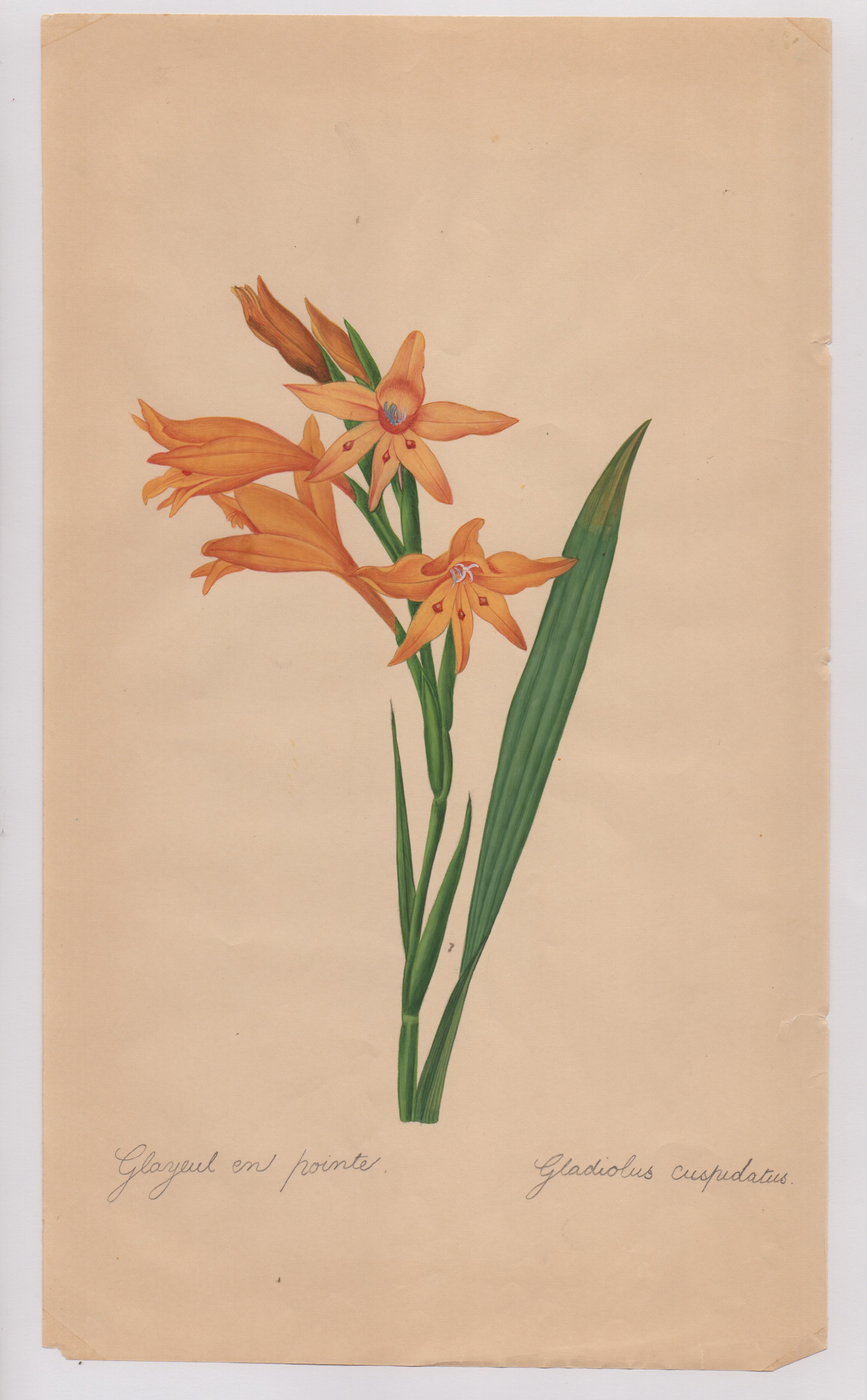 Pierre-joseph Redouté - Disegni botanici