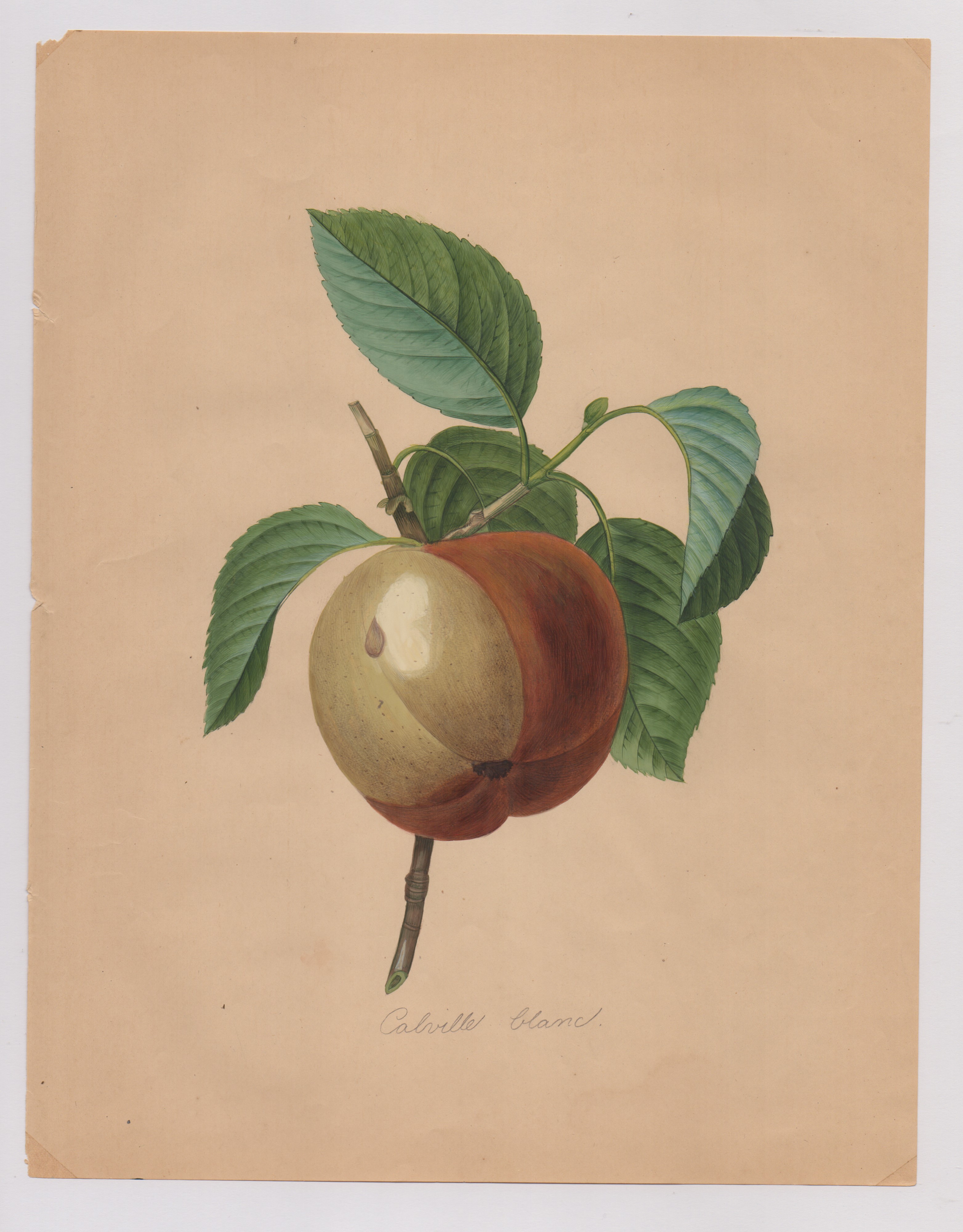 Pierre-joseph Redouté - Disegni botanici