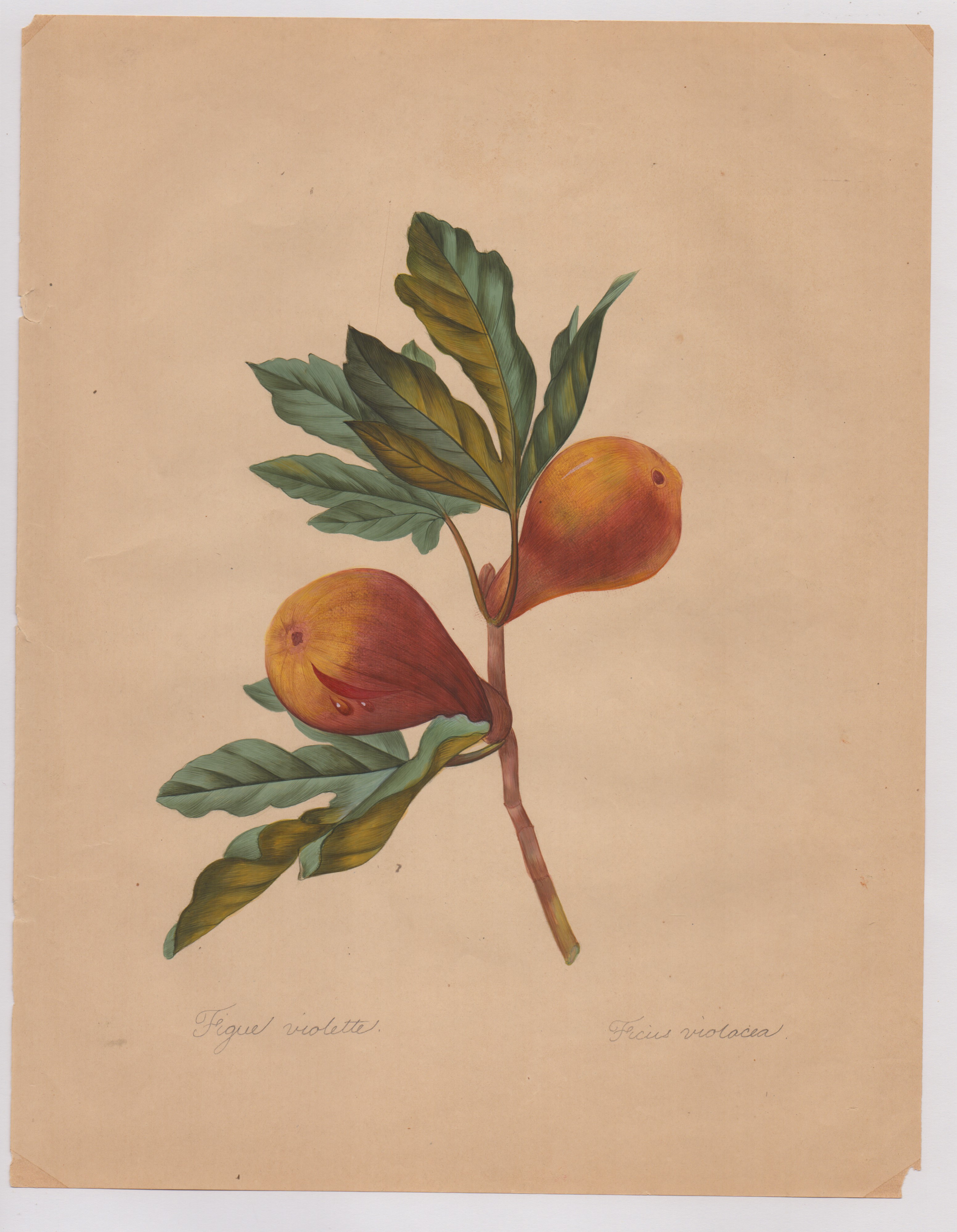 Pierre-joseph Redouté - Disegni botanici
