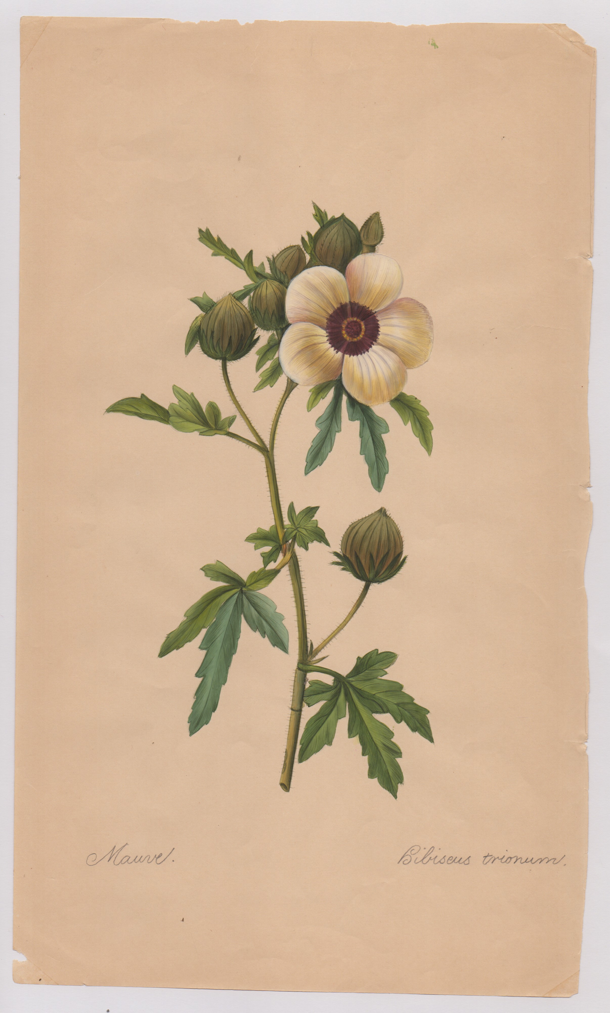 Pierre-joseph Redouté - Disegni botanici