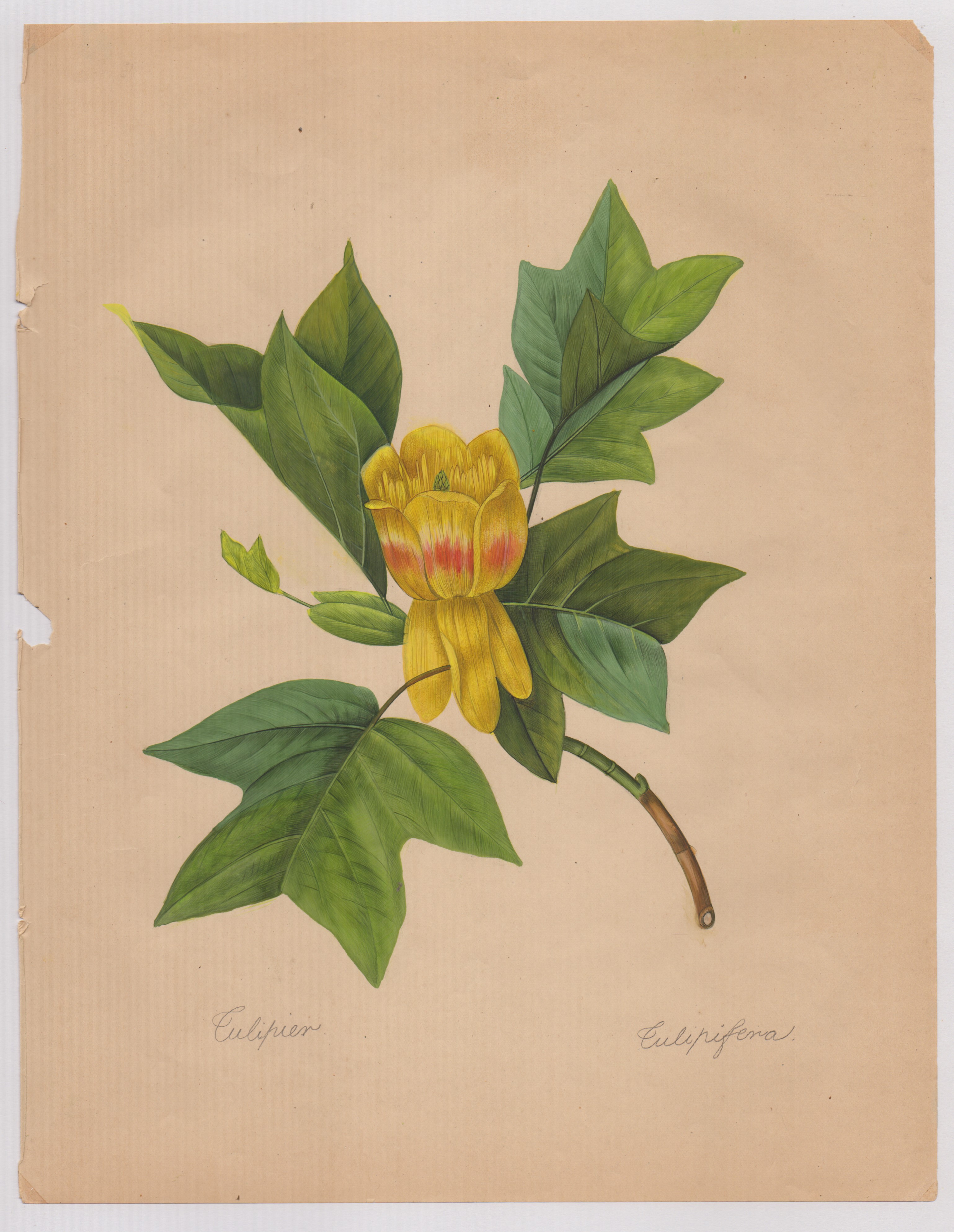 Pierre-joseph Redouté - Disegni botanici