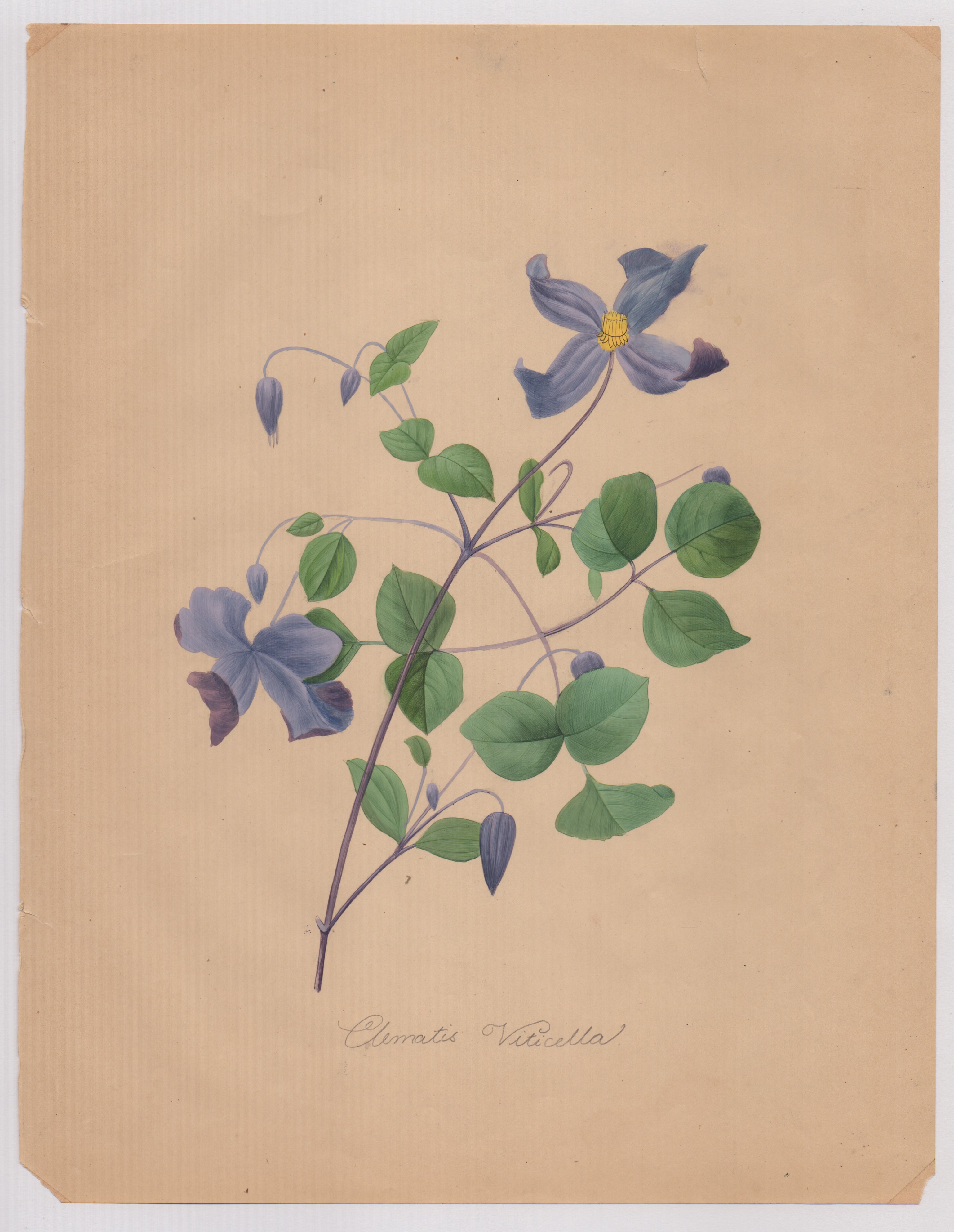 Pierre-joseph Redouté - Disegni botanici