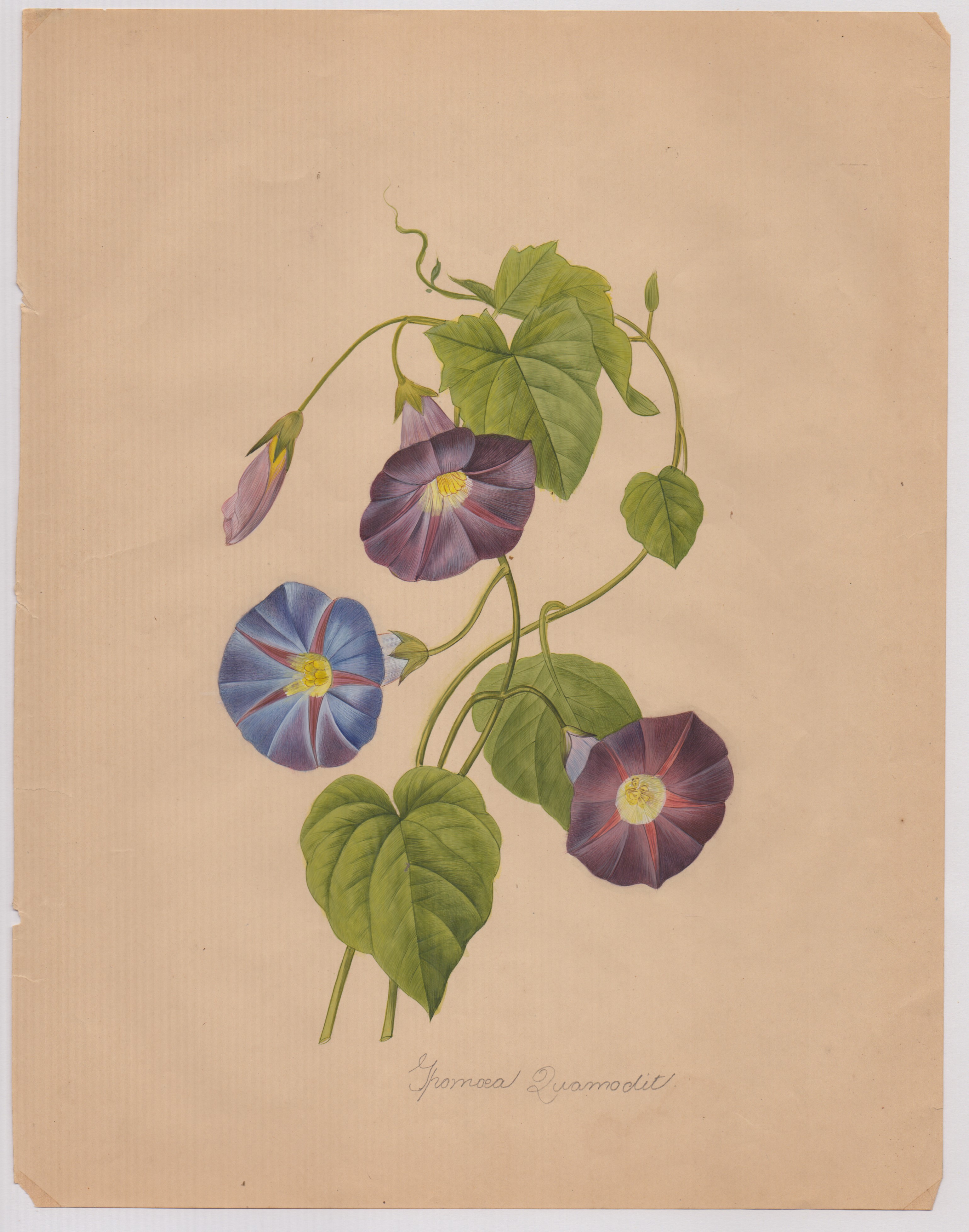 Pierre-joseph Redouté - Disegni botanici