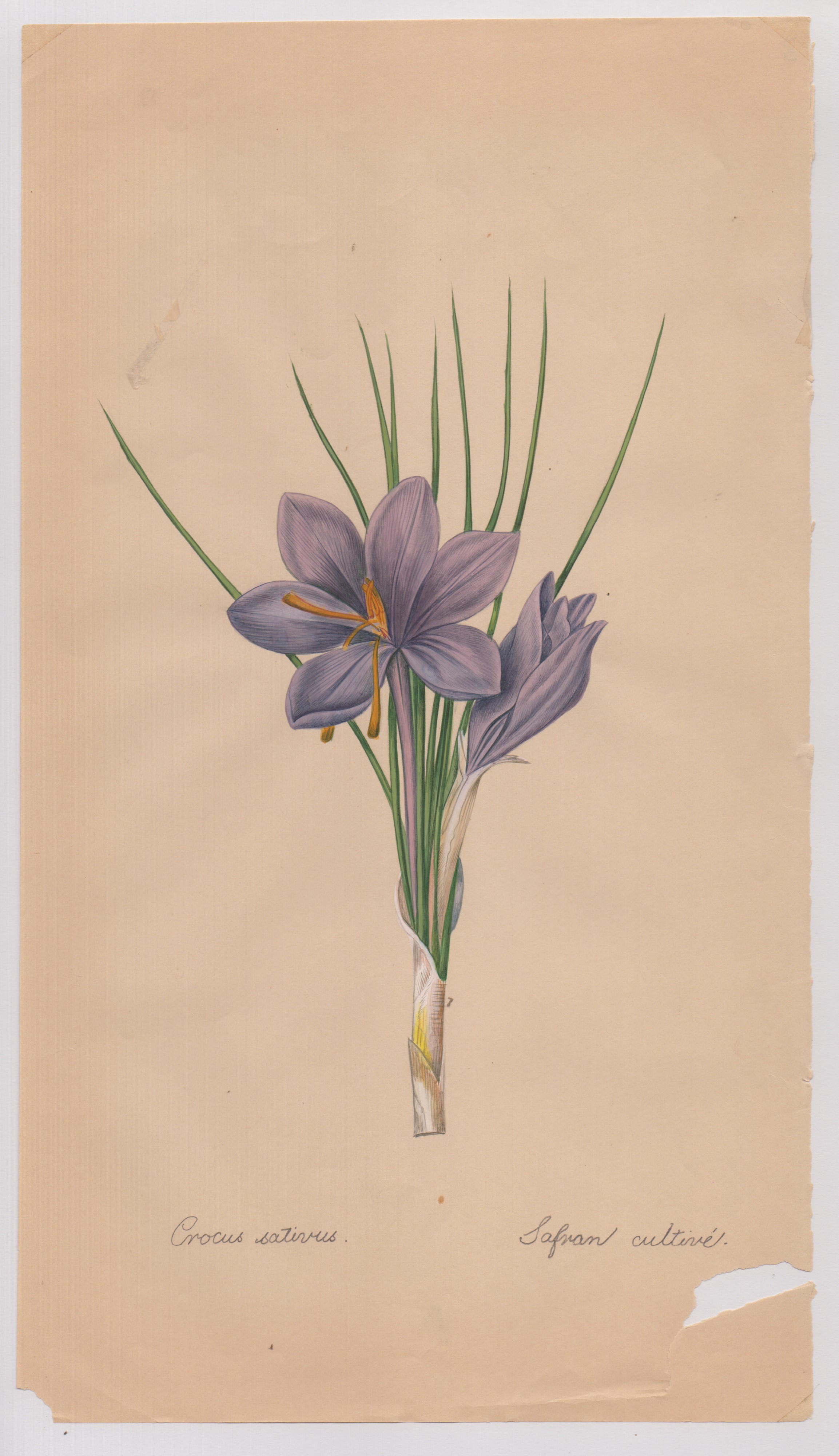 Pierre-joseph Redouté - Disegni botanici