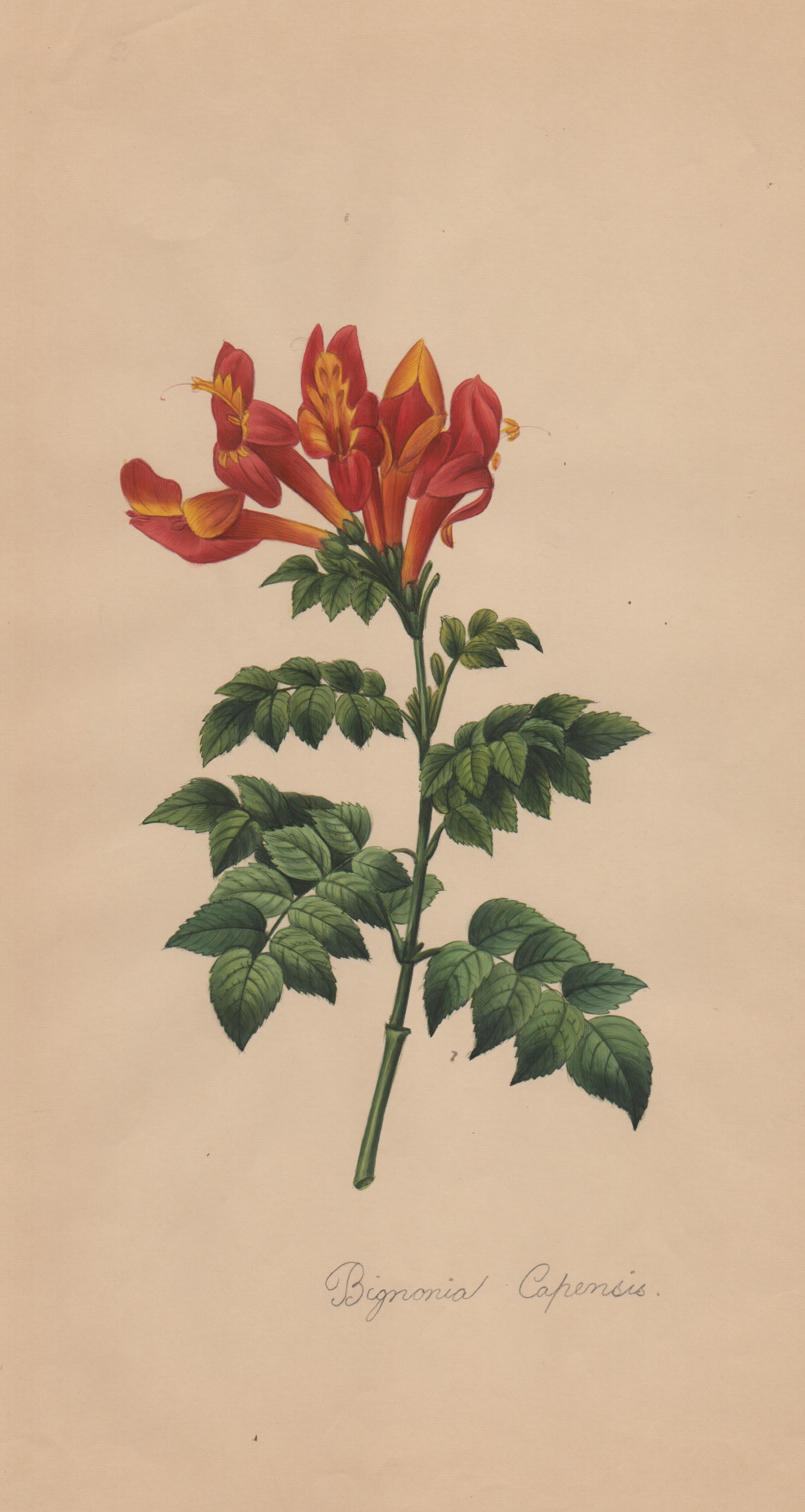 Pierre-joseph Redouté - Disegni botanici