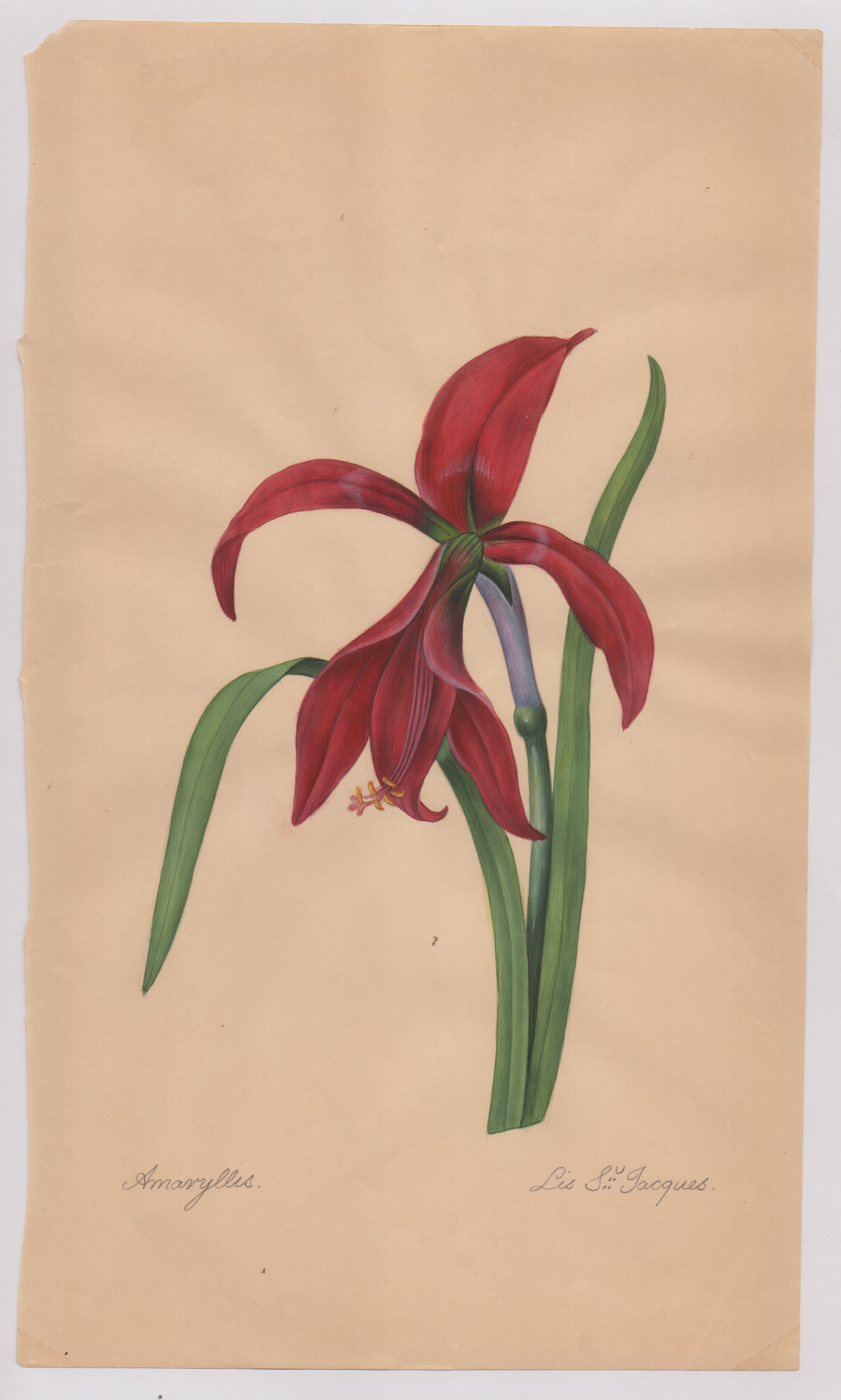 Pierre-joseph Redouté - Disegni botanici