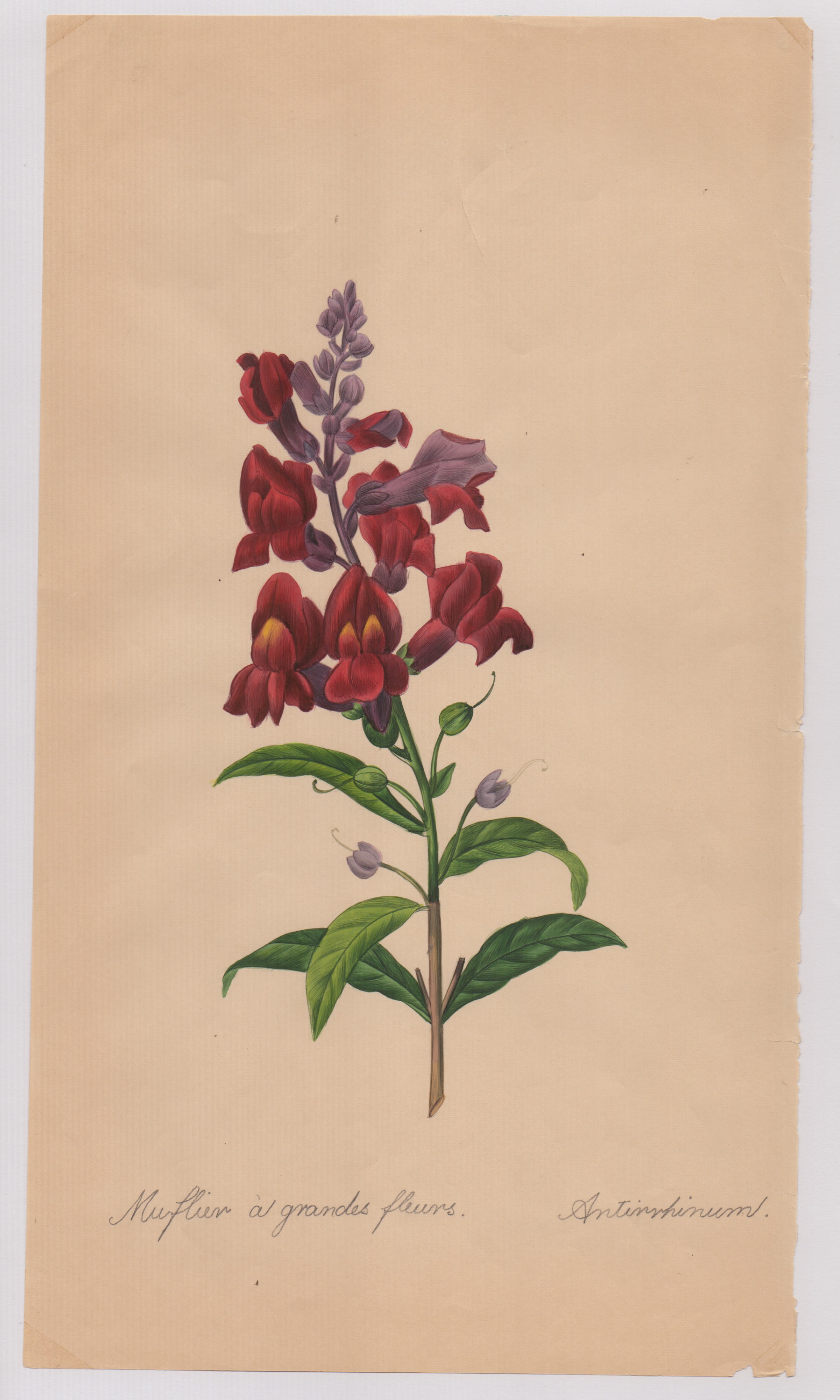 Pierre-joseph Redouté - Disegni botanici