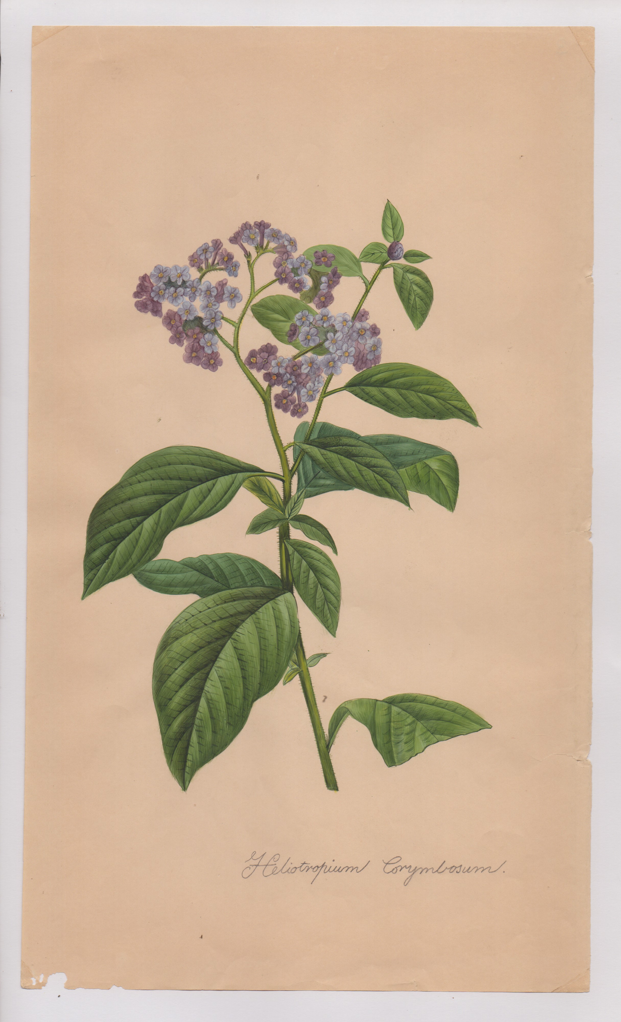 Pierre-joseph Redouté - Disegni botanici