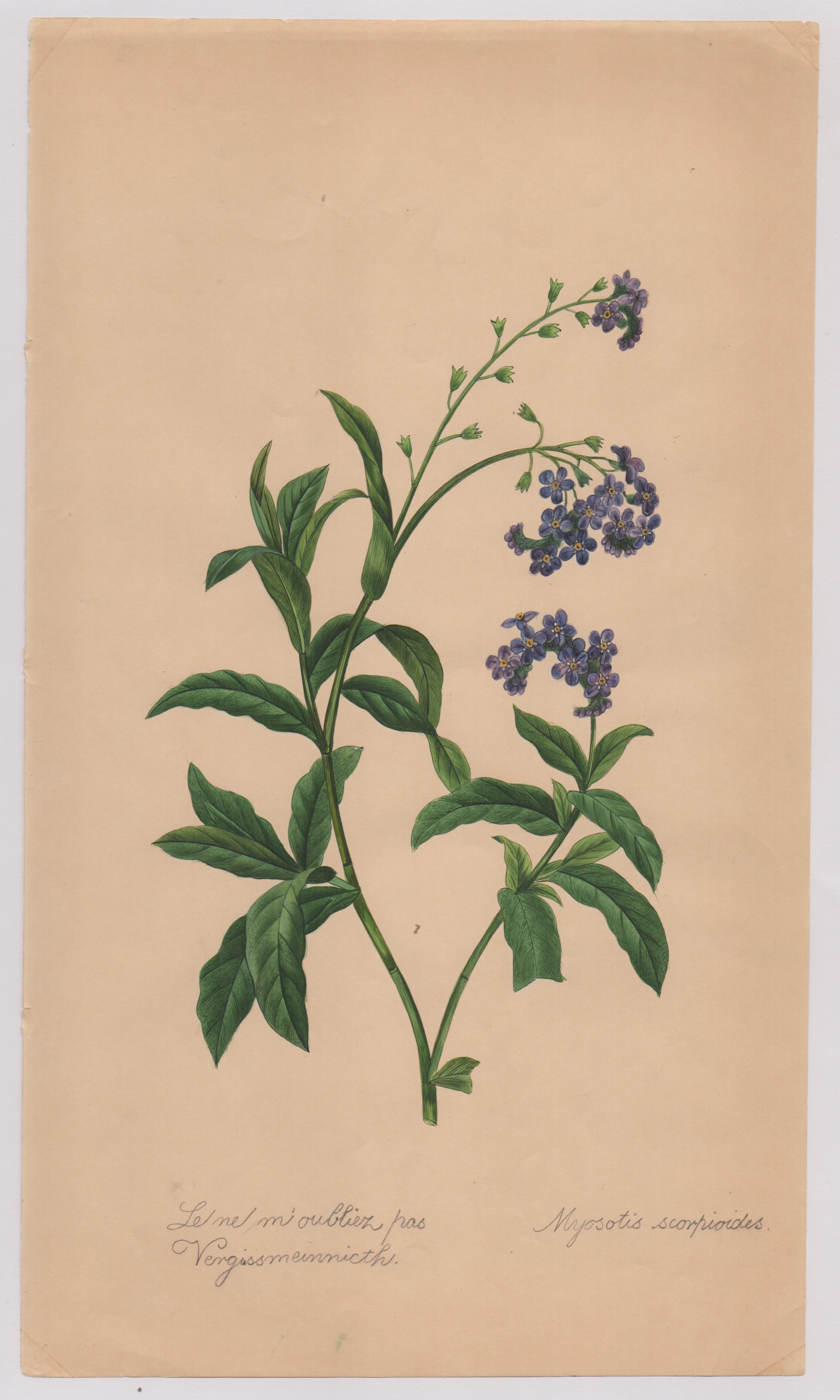 Pierre-joseph Redouté - Disegni botanici