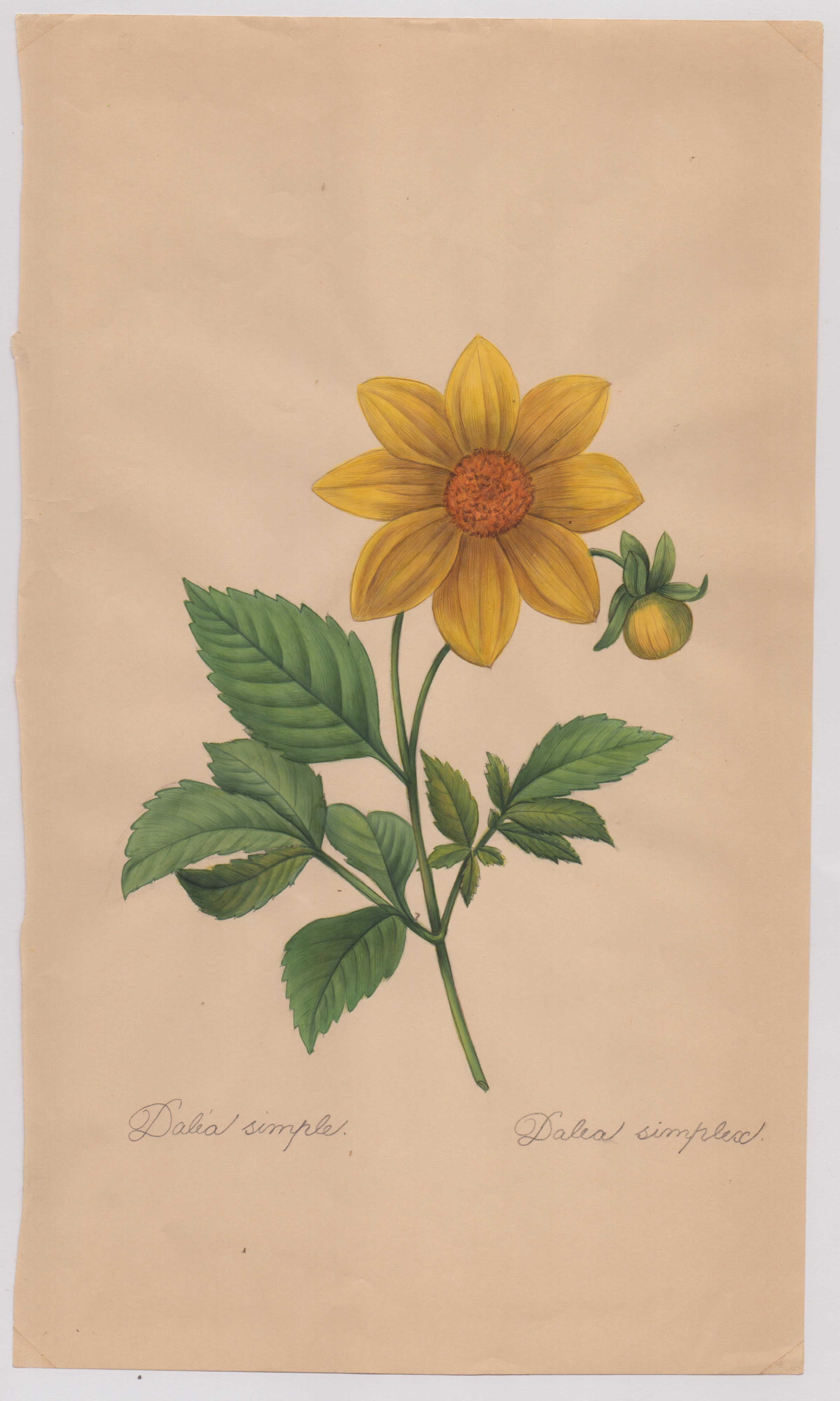 Pierre-joseph Redouté - Disegni botanici