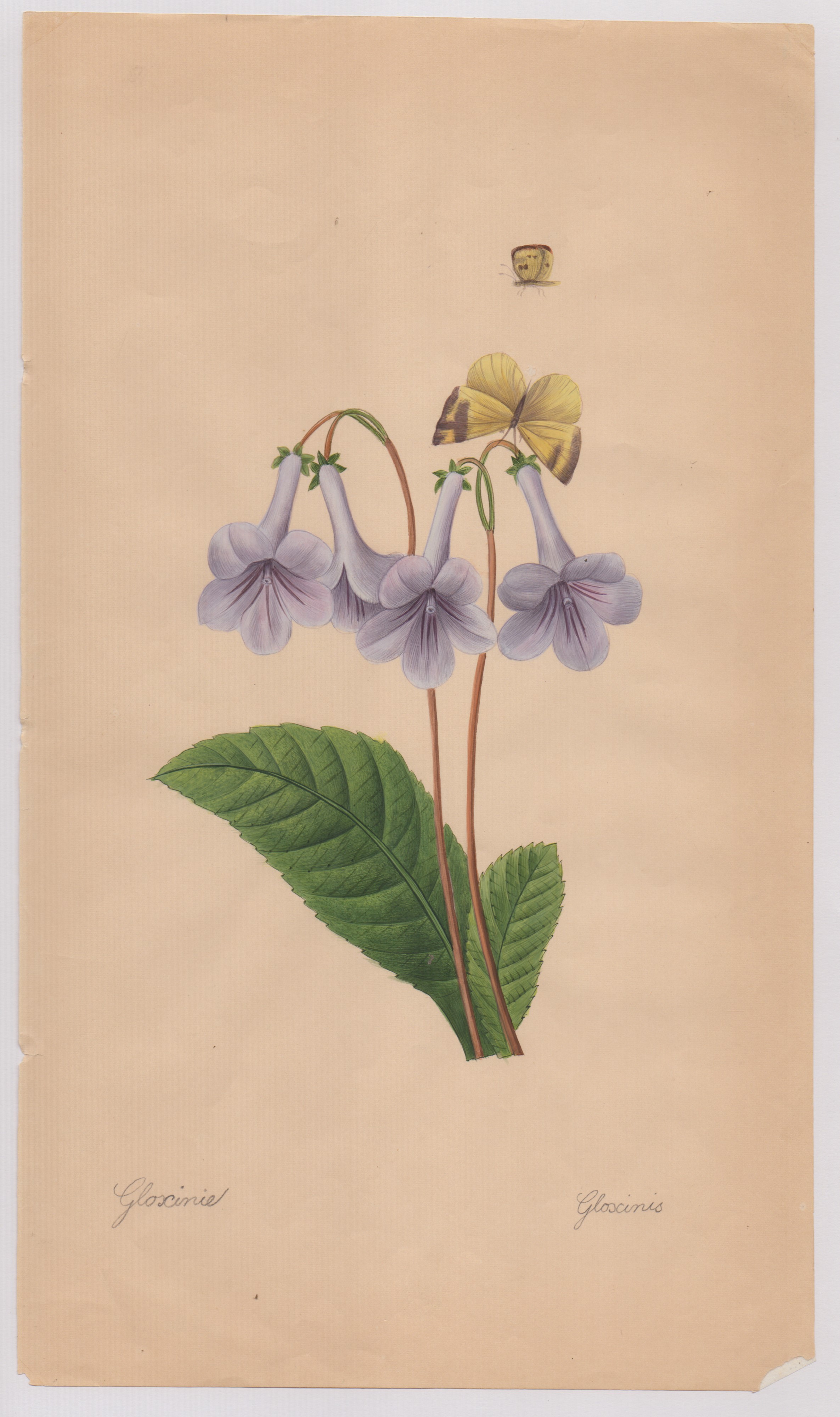 Pierre-joseph Redouté - Disegni botanici
