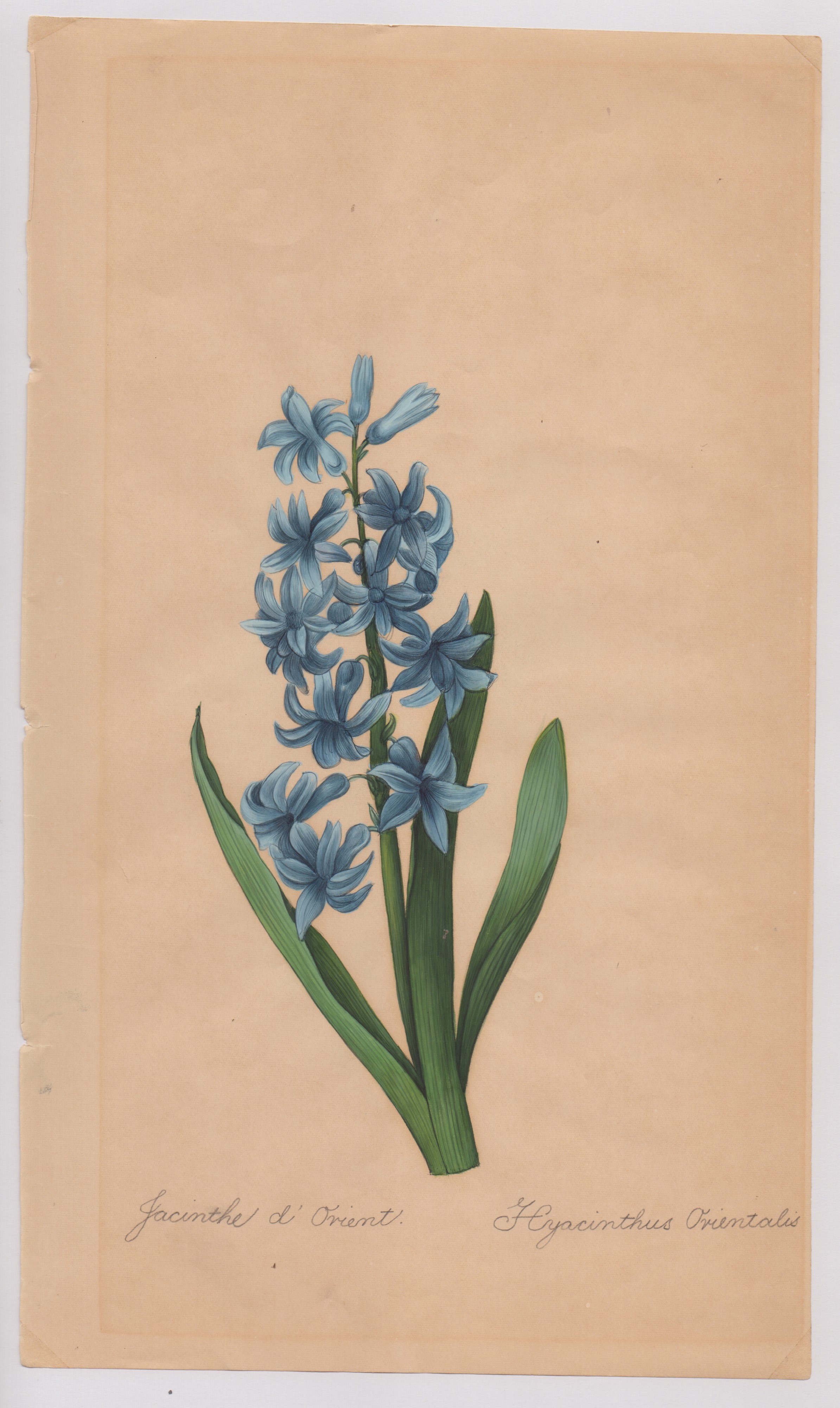 Pierre-joseph Redouté - Disegni botanici