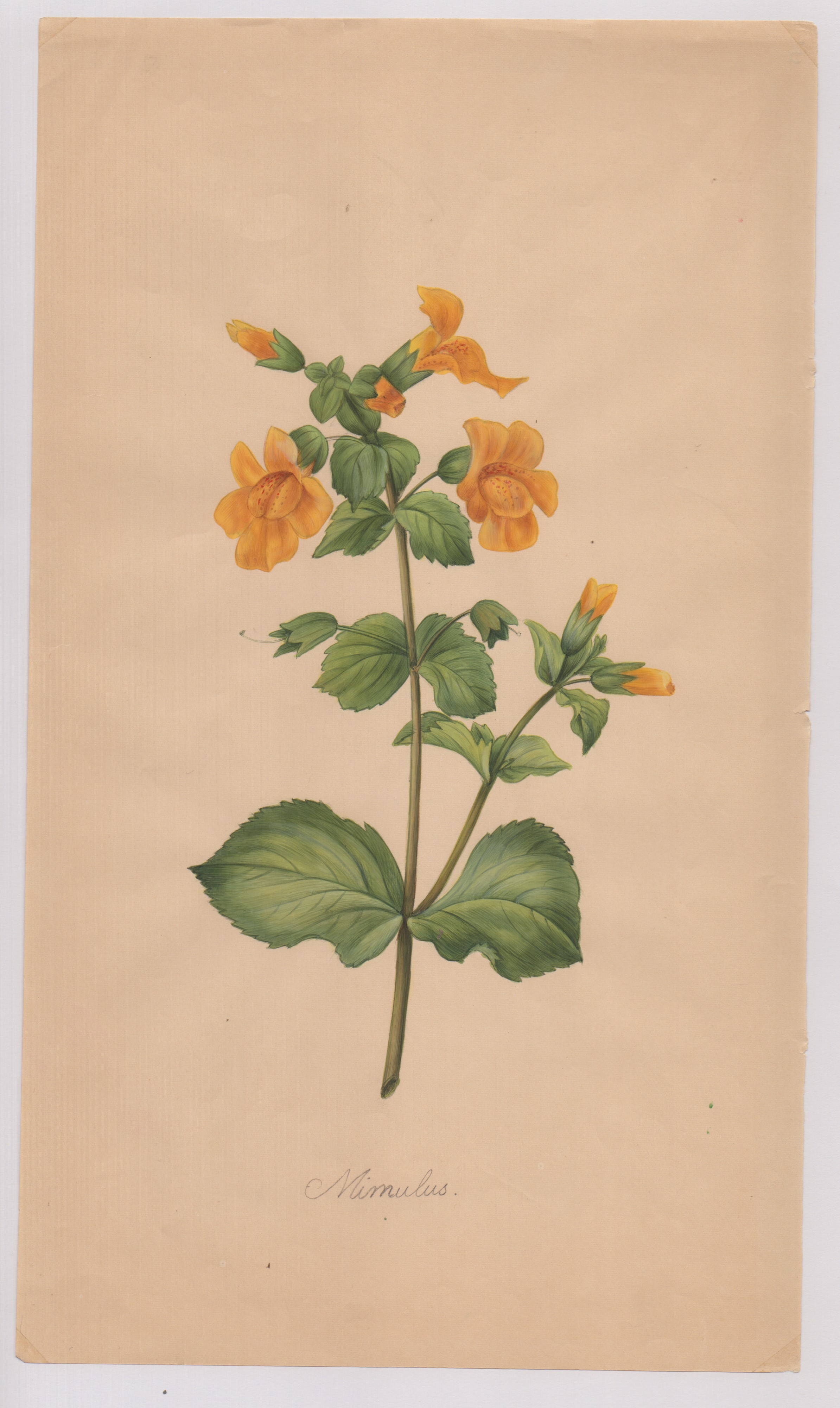 Pierre-joseph Redouté - Disegni botanici