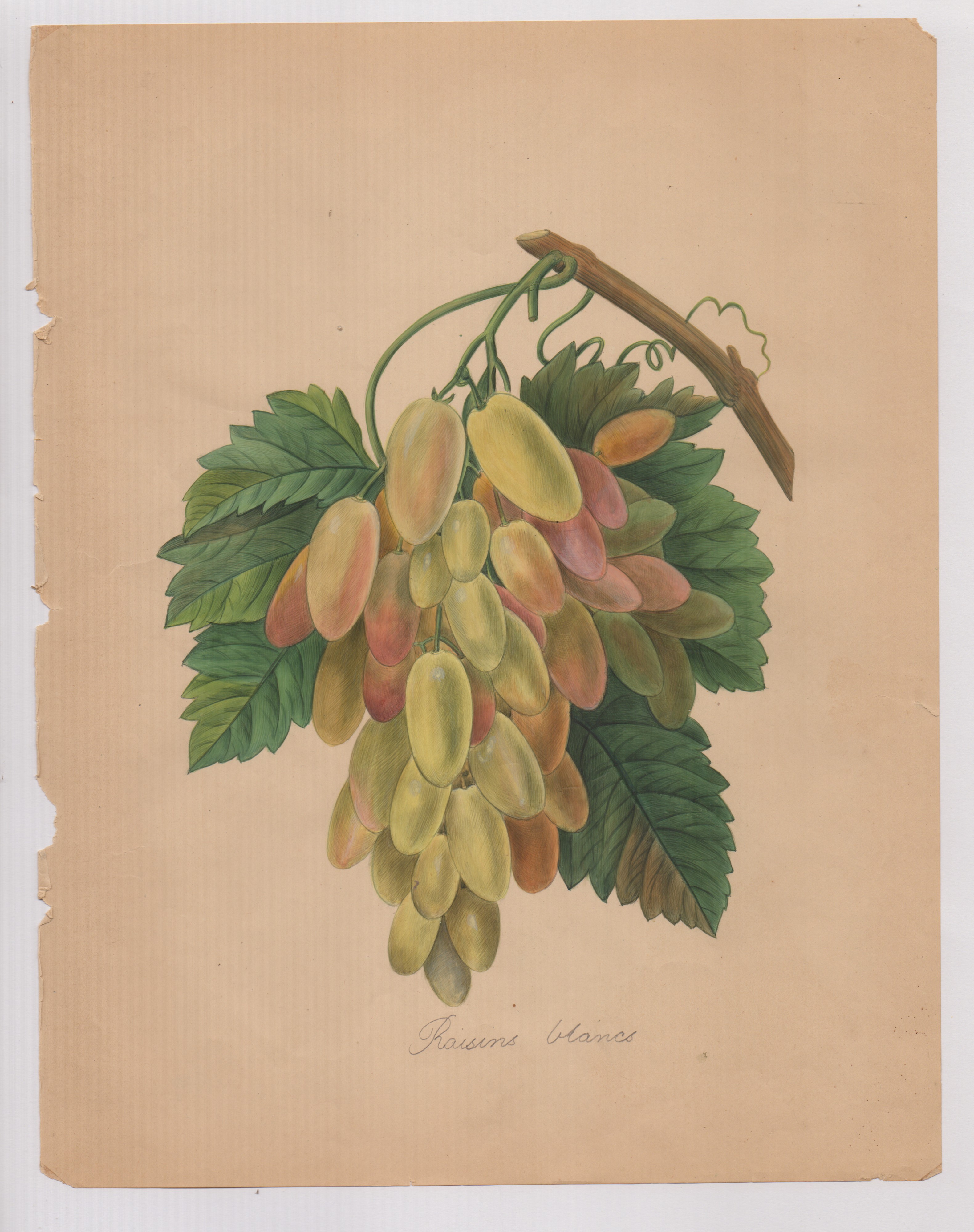 Pierre-joseph Redouté - Disegni botanici