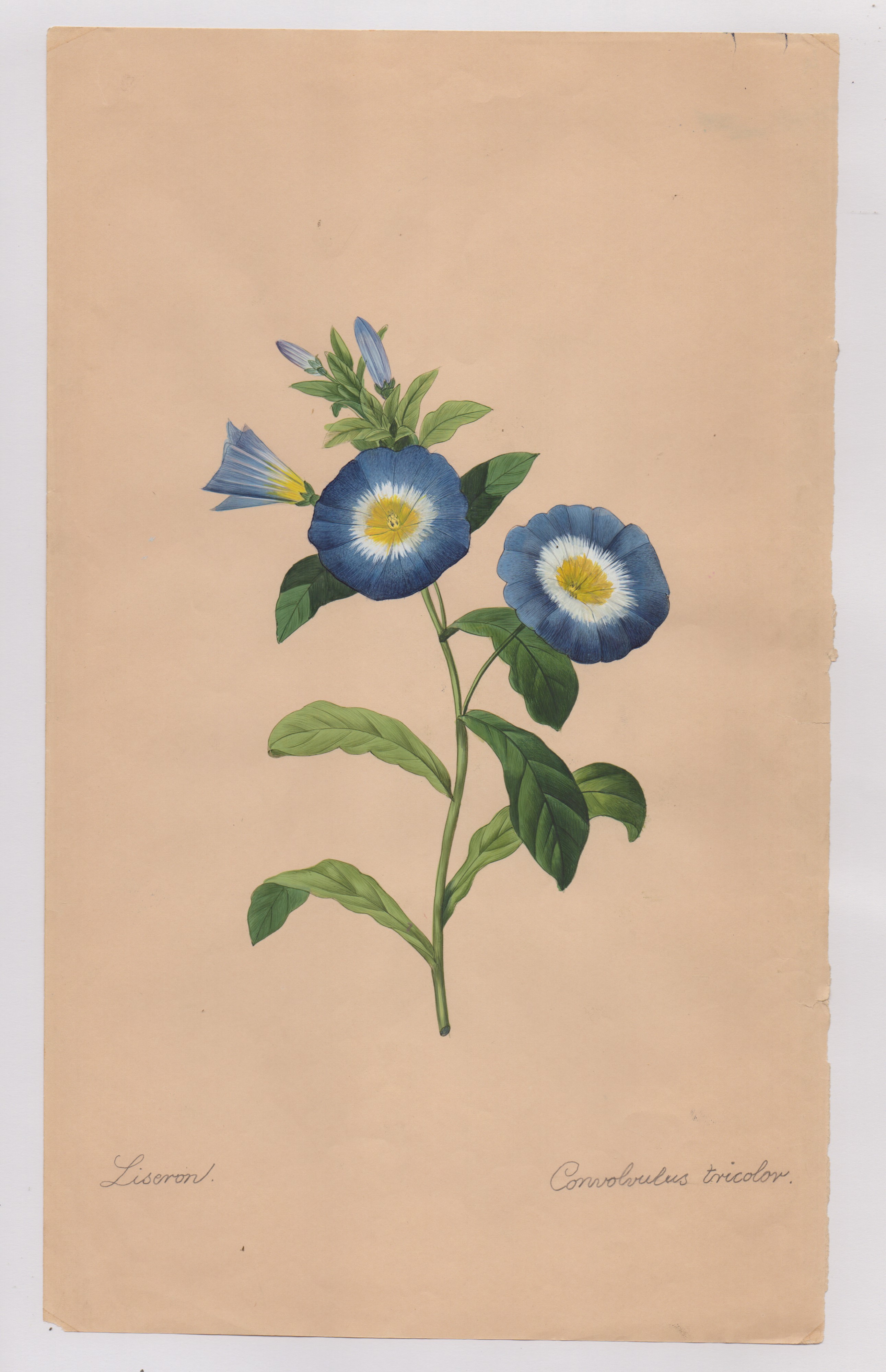 Pierre-joseph Redouté - Disegni botanici