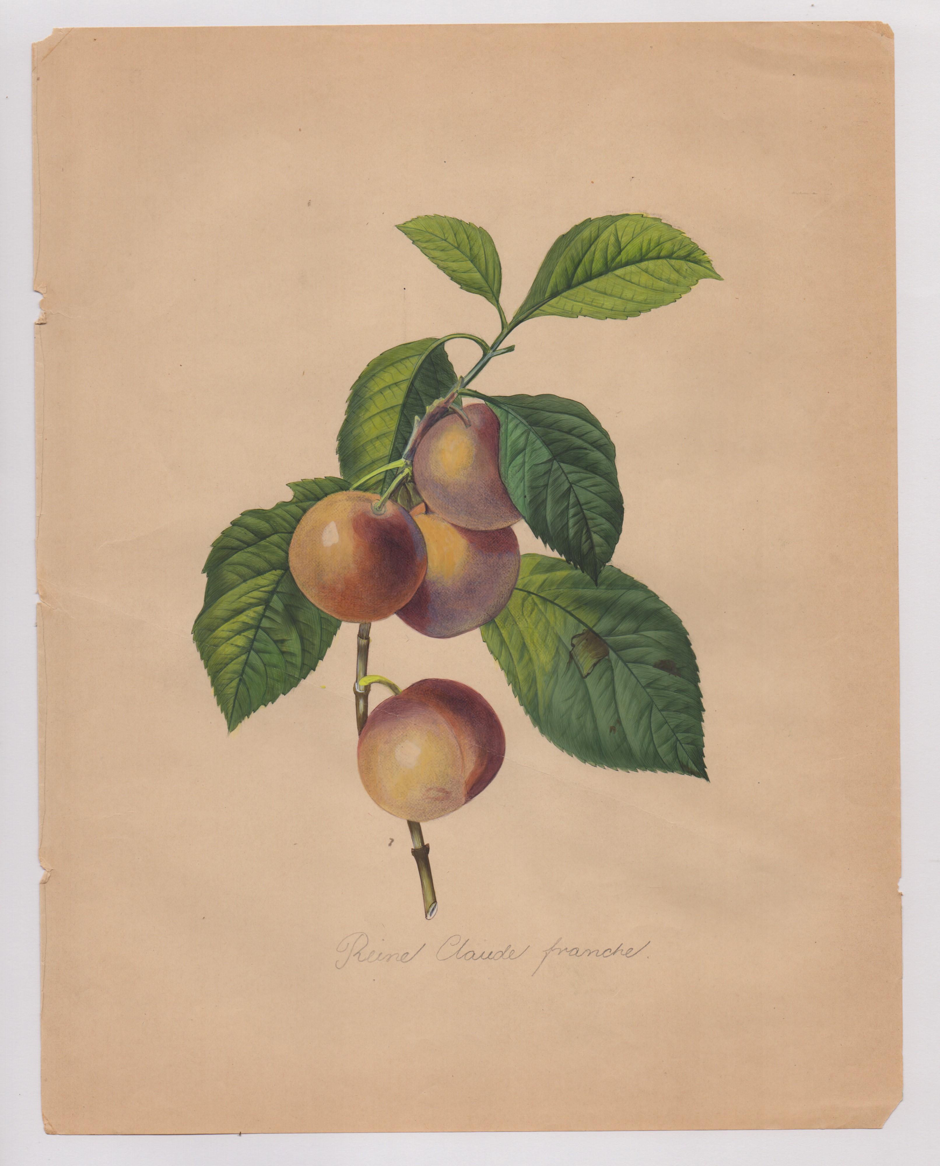 Pierre-joseph Redouté - Disegni botanici
