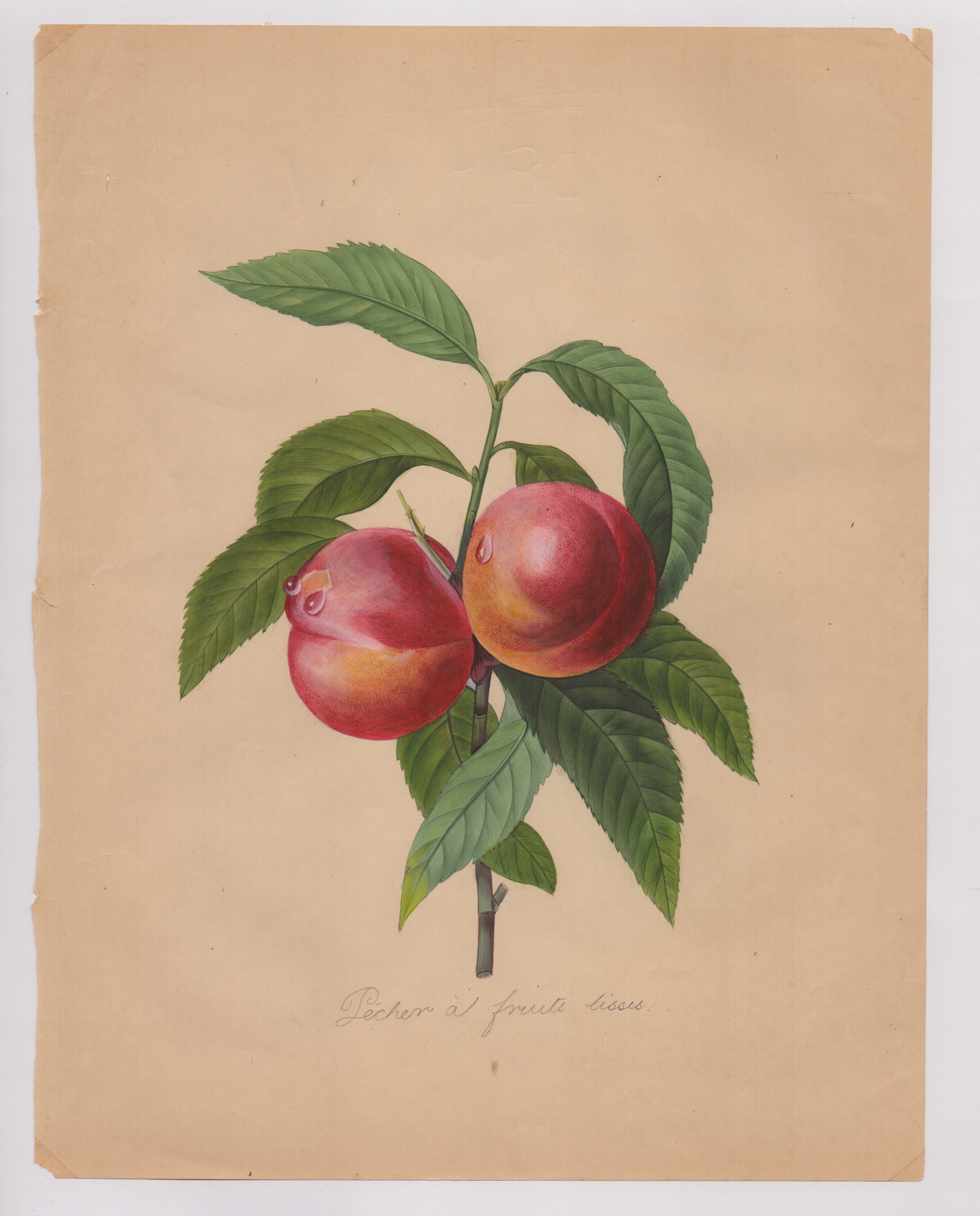 Pierre-joseph Redouté - Disegni botanici
