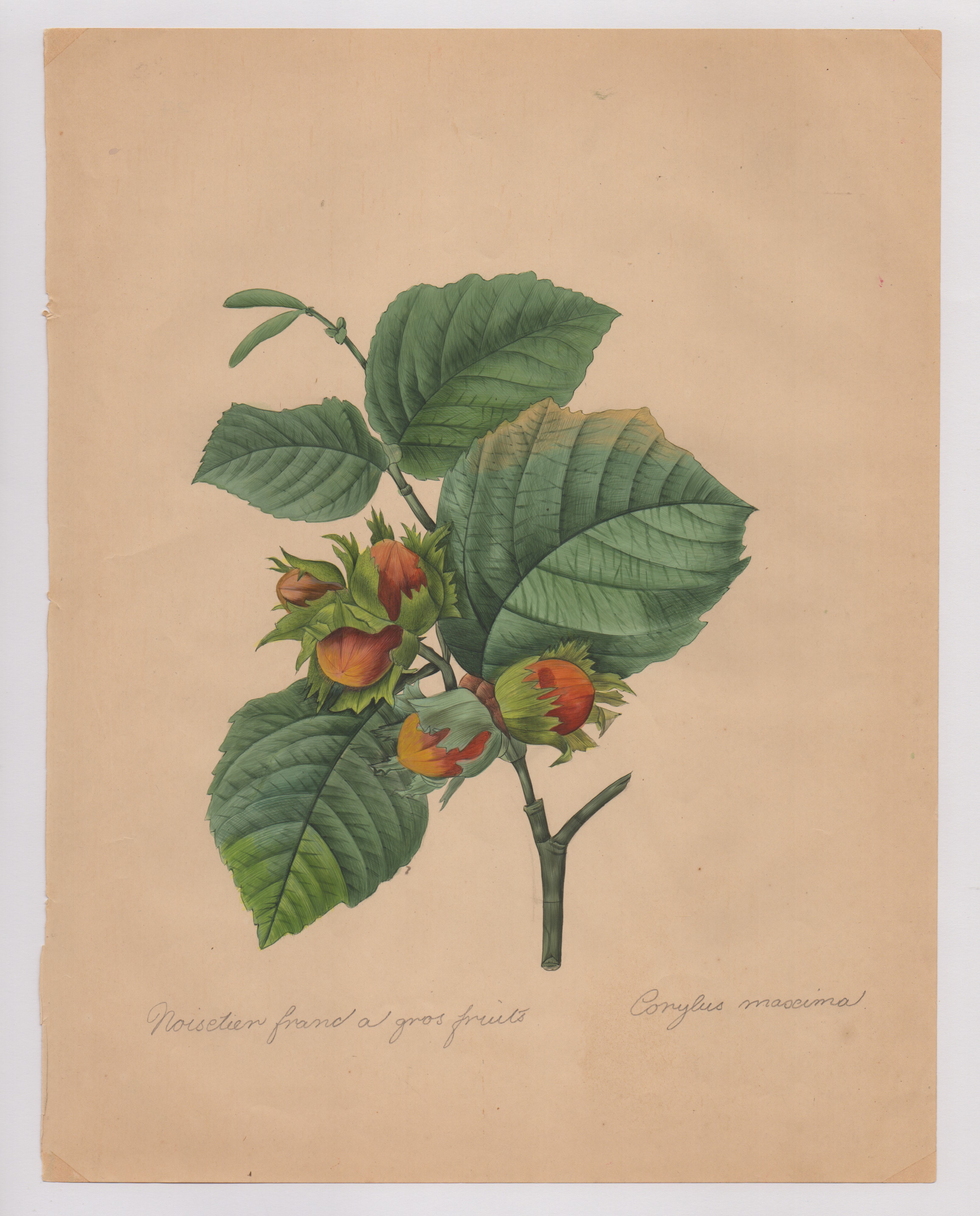 Pierre-joseph Redouté - Disegni botanici