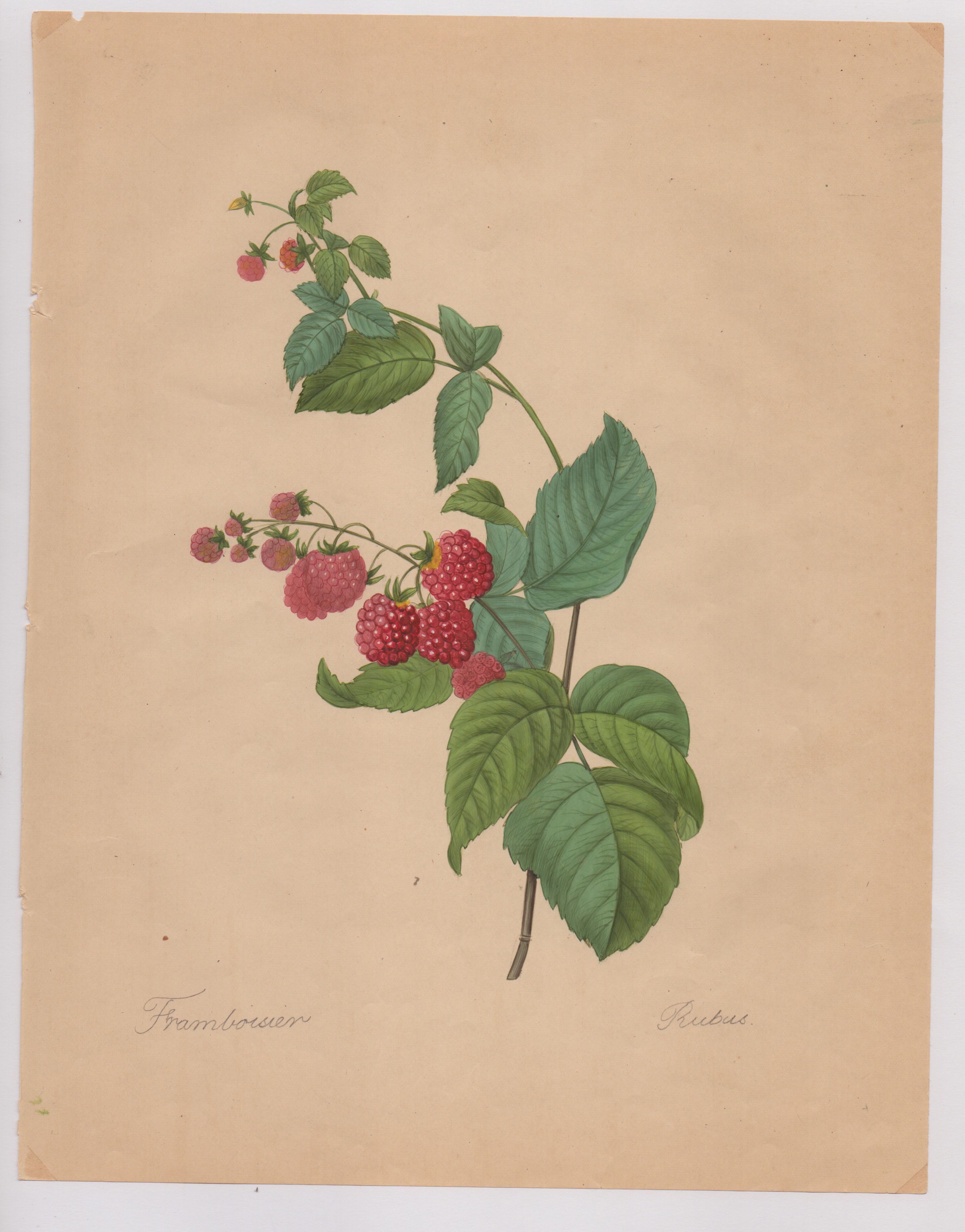Pierre-joseph Redouté - Disegni botanici
