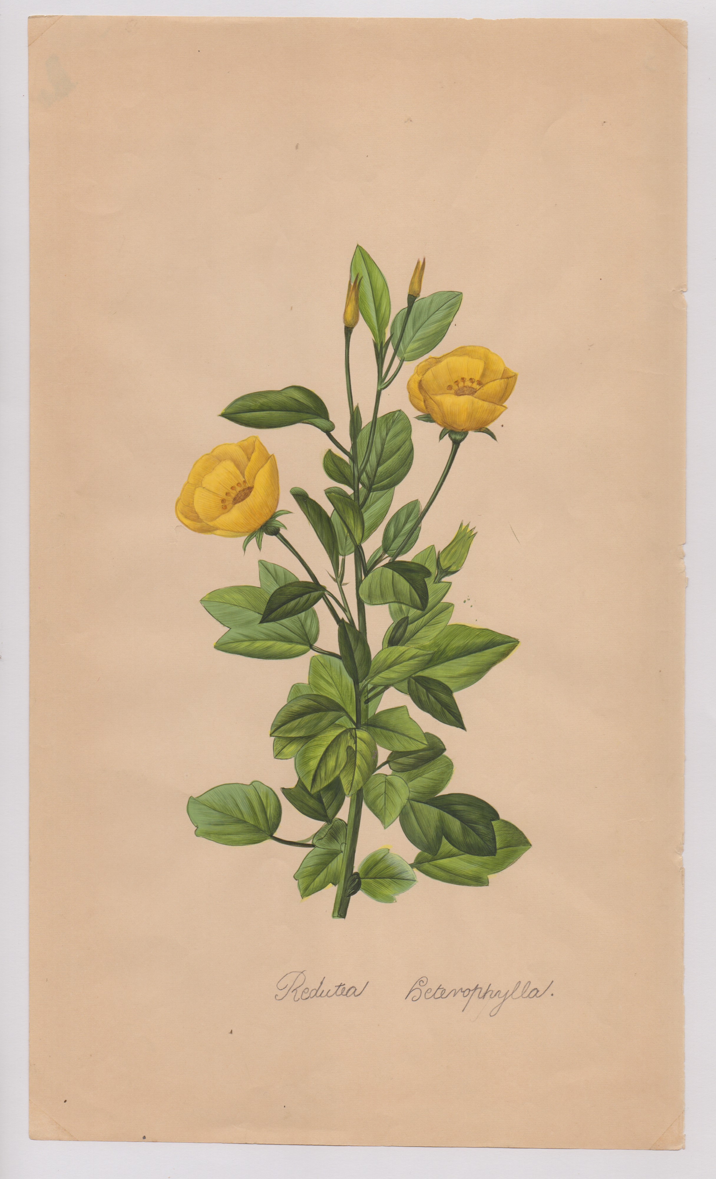 Pierre-joseph Redouté - Disegni botanici