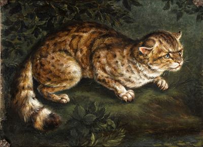 Gatto selvatico (olio su tavola)
